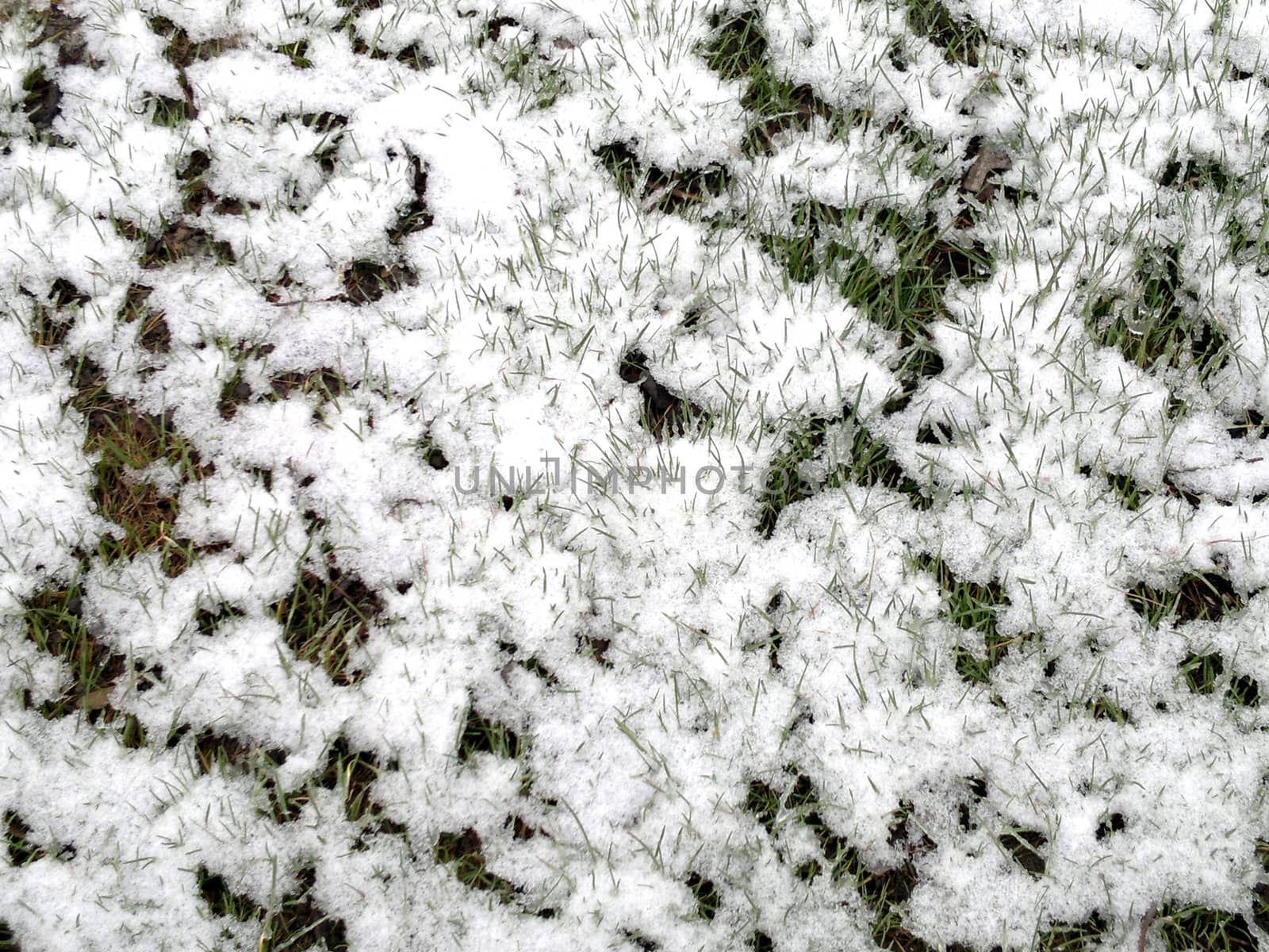 Green grass under the snow by elena_vz
