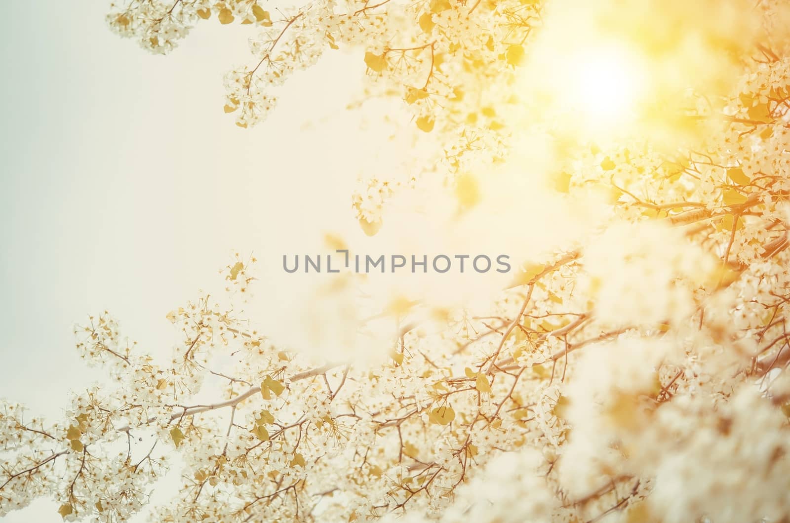 Blossom Spring Photo Background. Flowering Tree Branches.