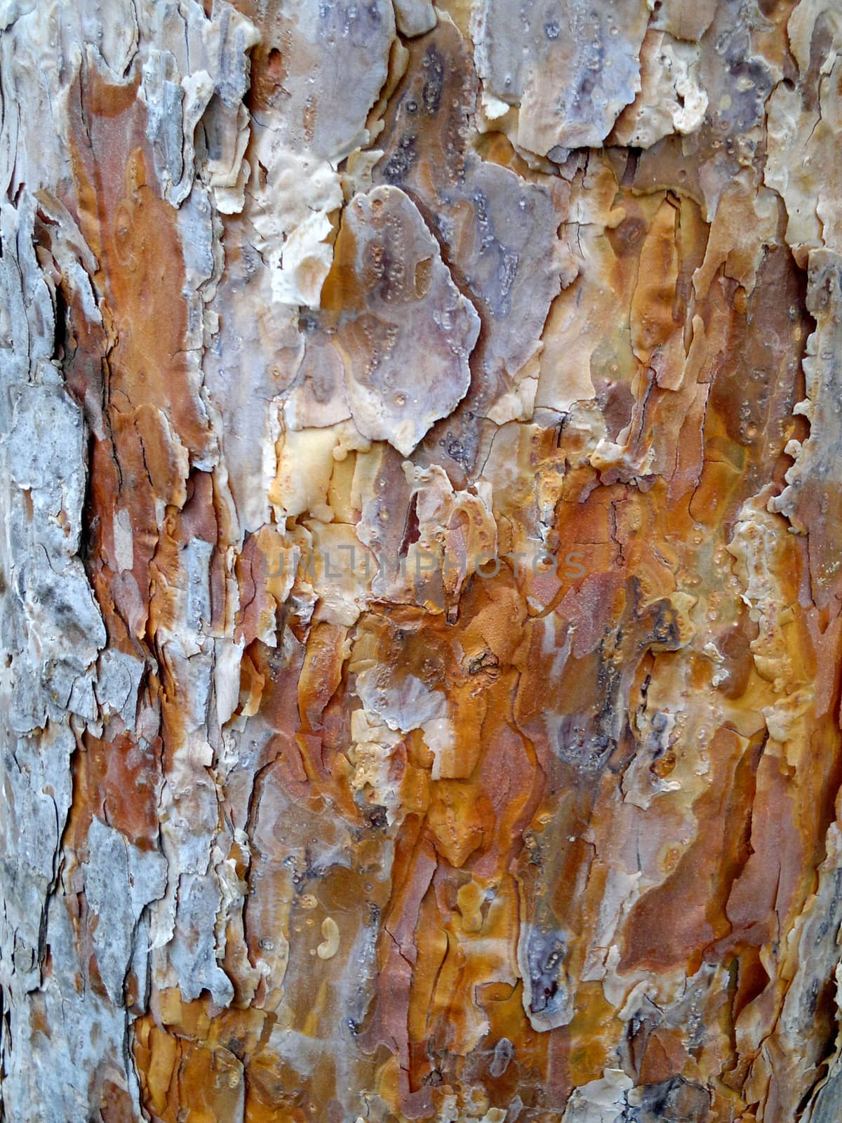 Bark of Pine Tree by elena_vz