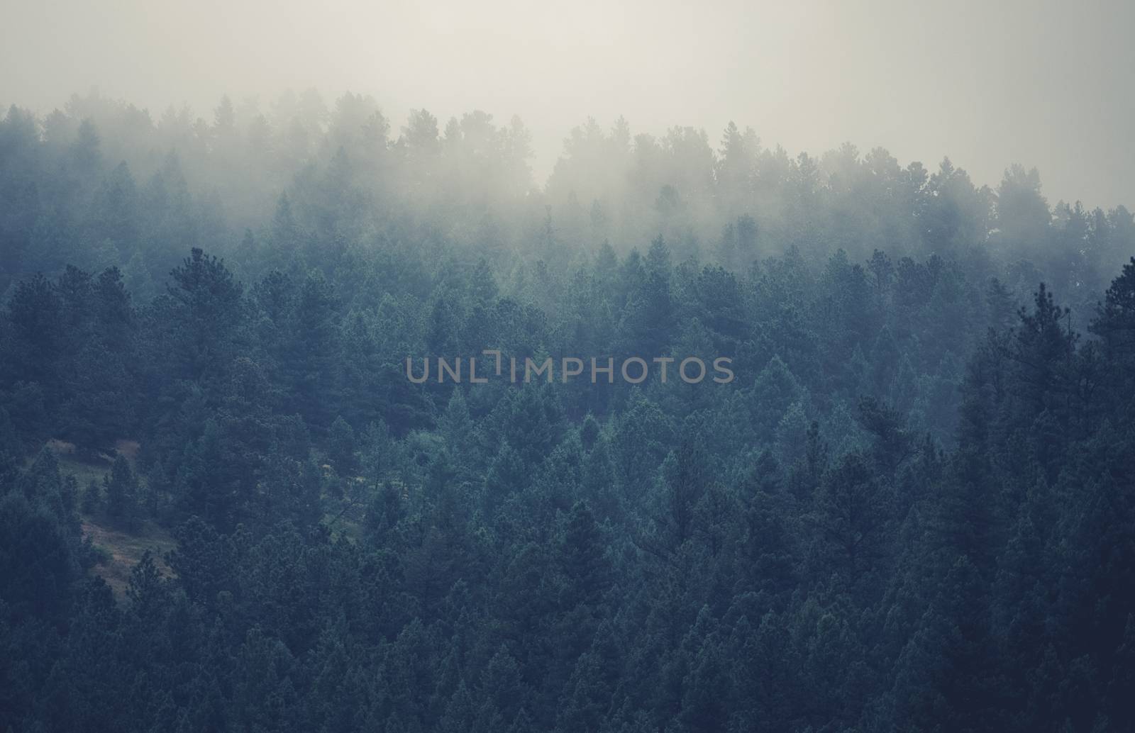 Colorado Foggy Hills. Colorado Forest Covered by Clouds. 