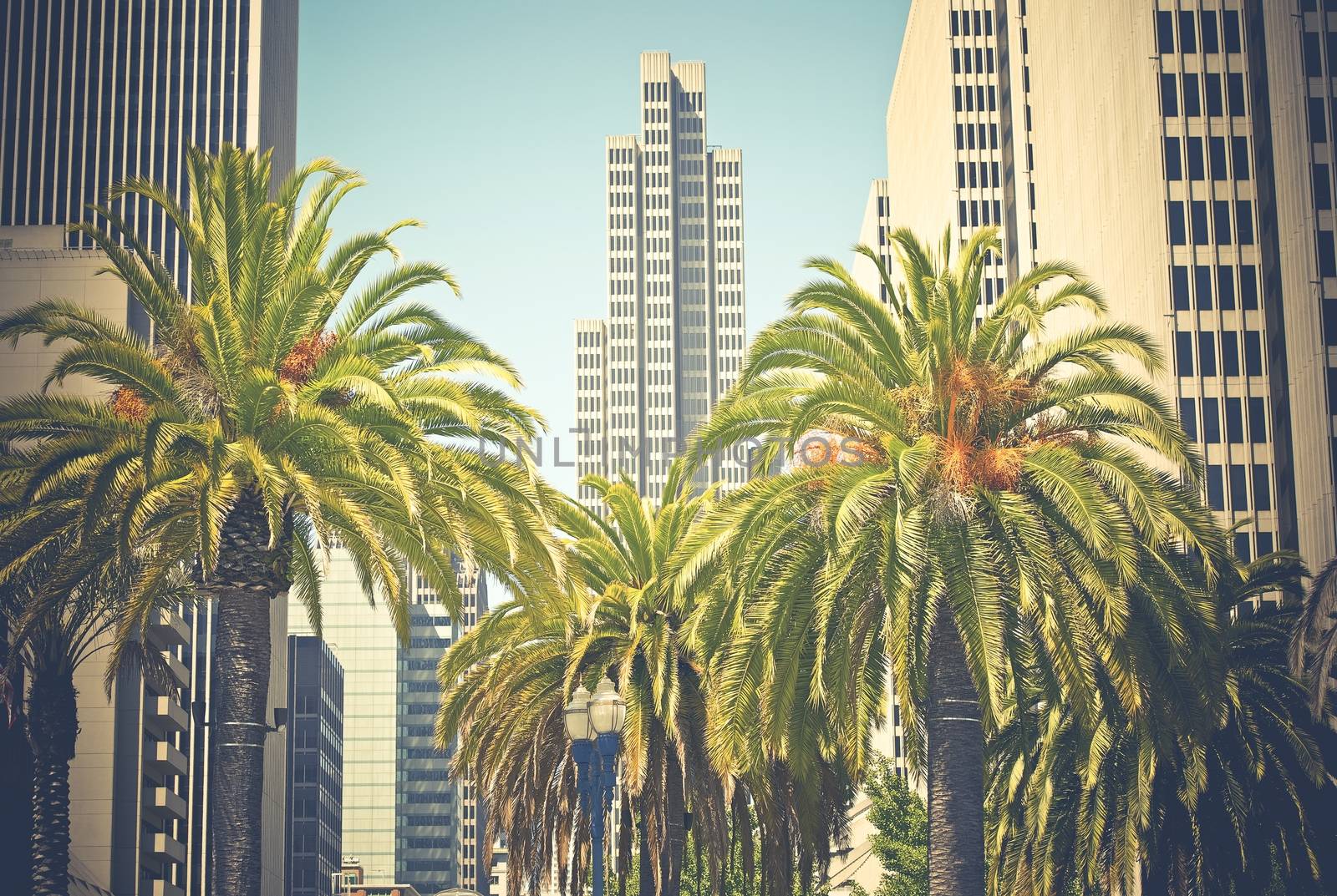 Downtown San Francisco. California Urban Scenery. Californian Palm Trees. United States.