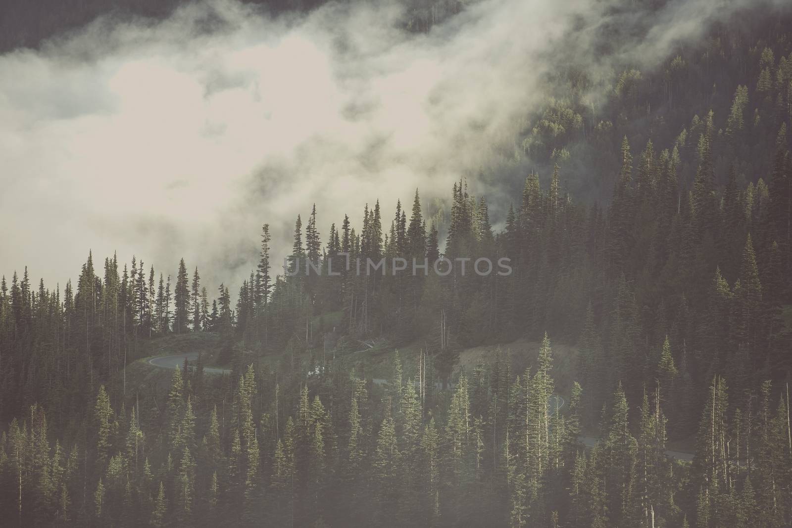 Foggy Wilderness Forest. American North West Olympic Peninsula Mountains Covered By Clouds. Washington State, United States of America.