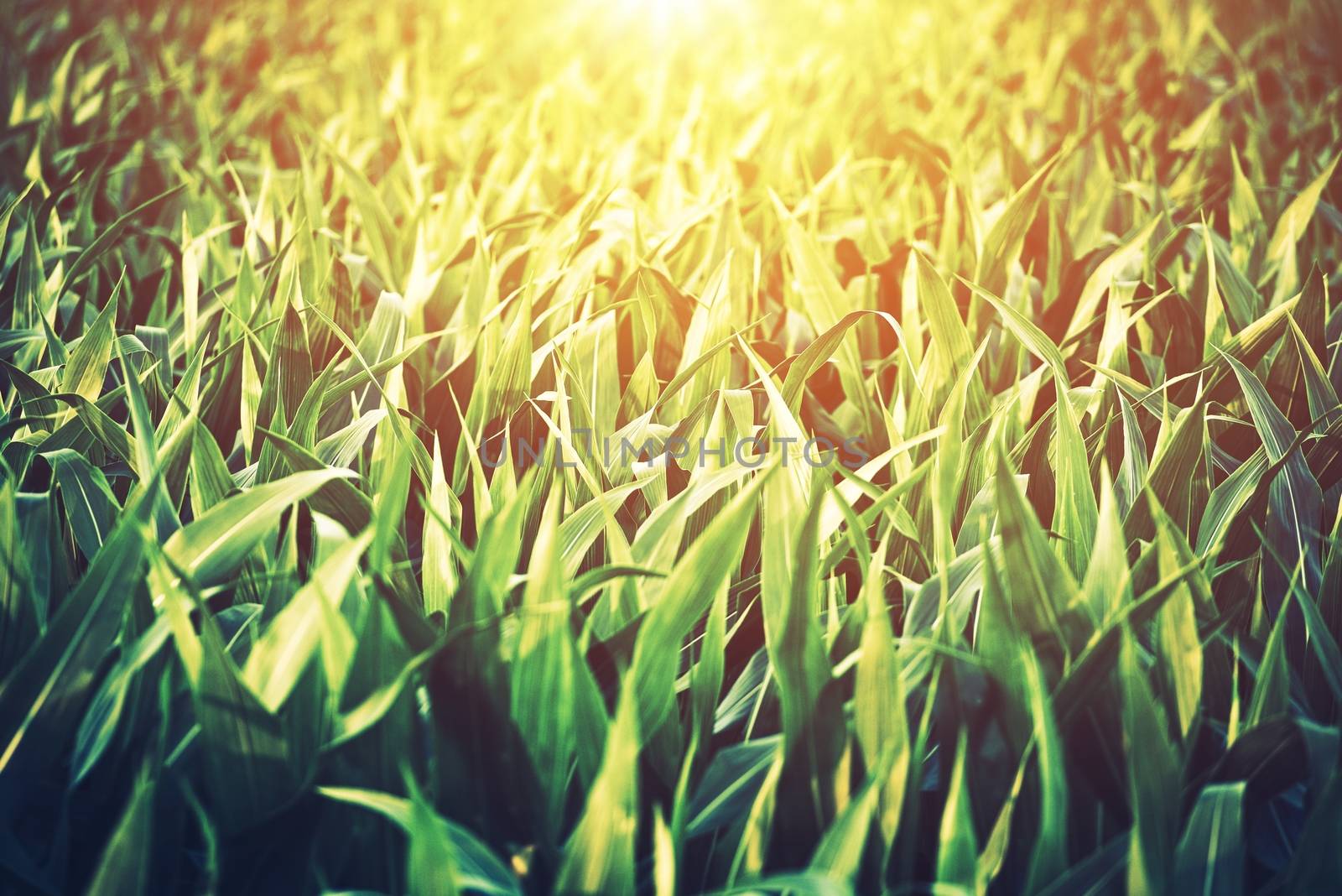 Sunny Corn Field Closeup Photo. Corn Leaves. 