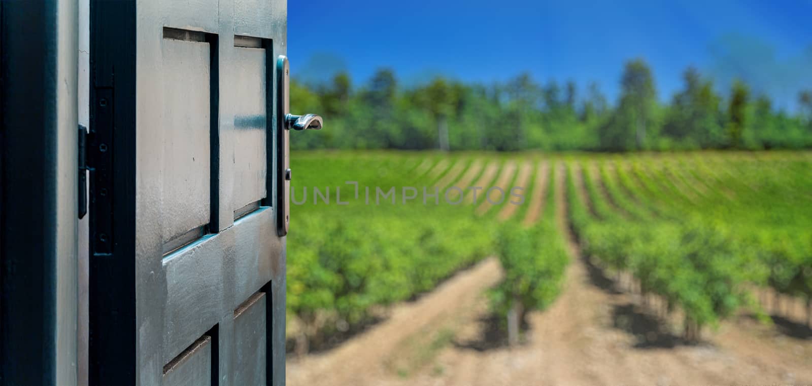 Opened door concept to beautiful and imaginary vineyard