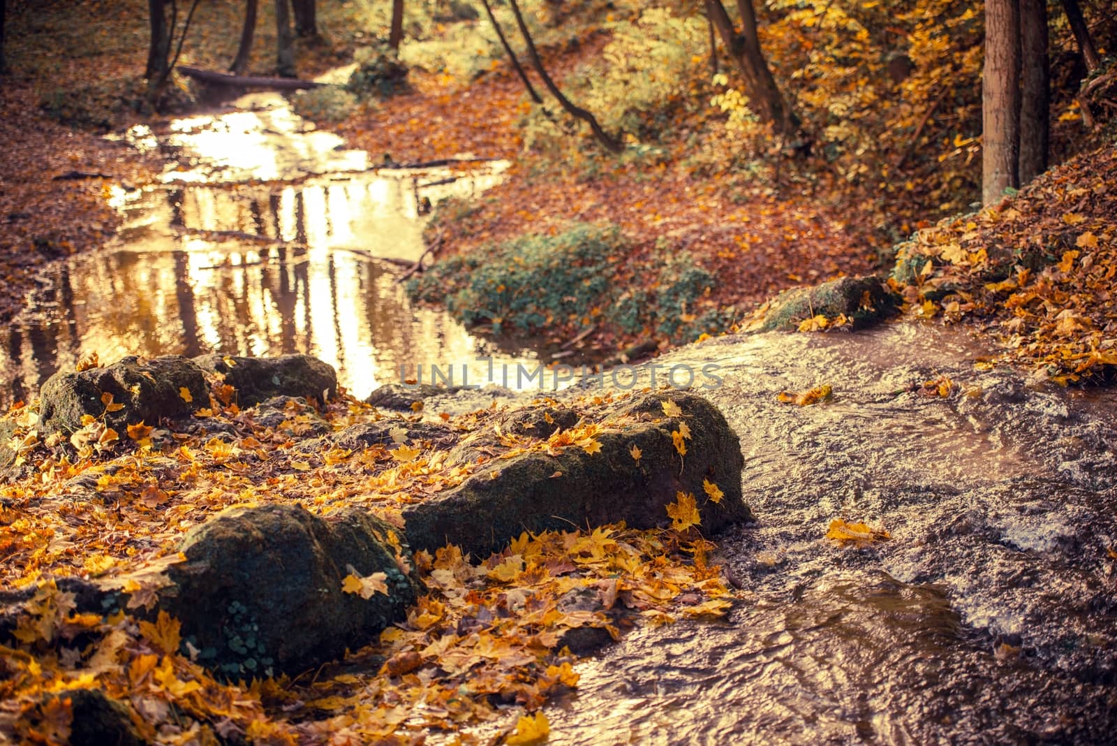 Fall Foliage Autumn Forest with Small Mountain River.