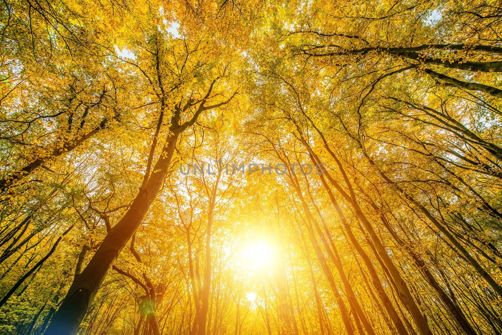 Sunny Forest Canopy Nature Photo Background. Sunny Autumn Foliage