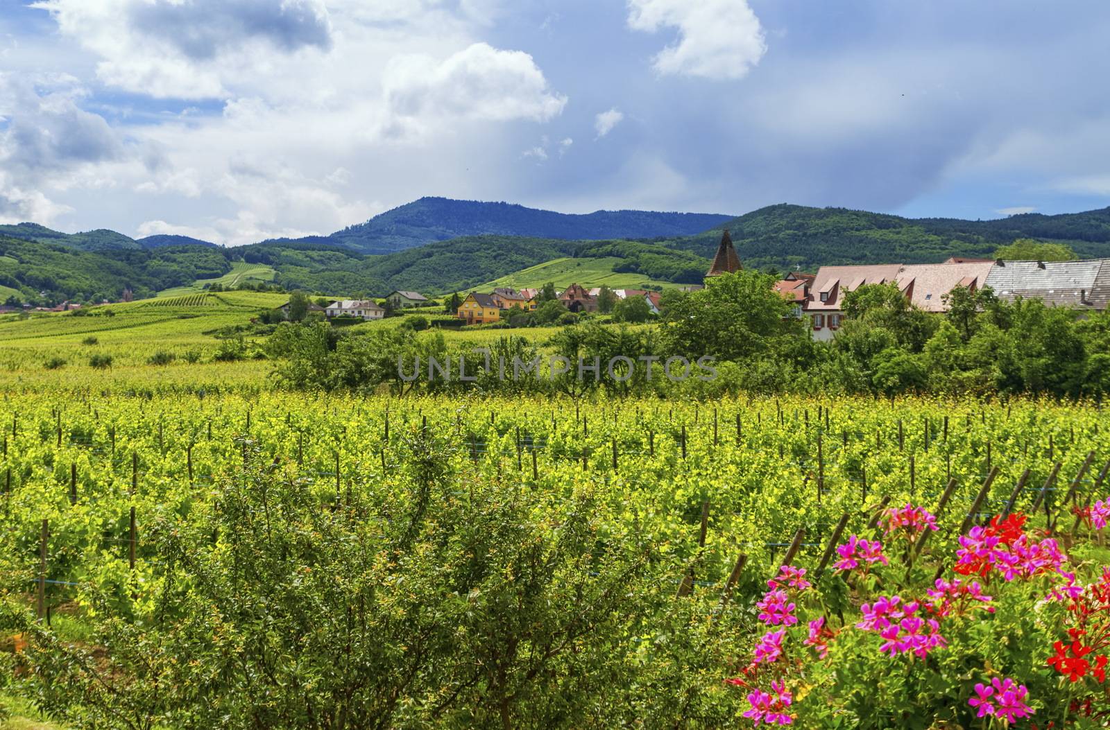 Alsace landscape with village and vineyards by cloudy day, France