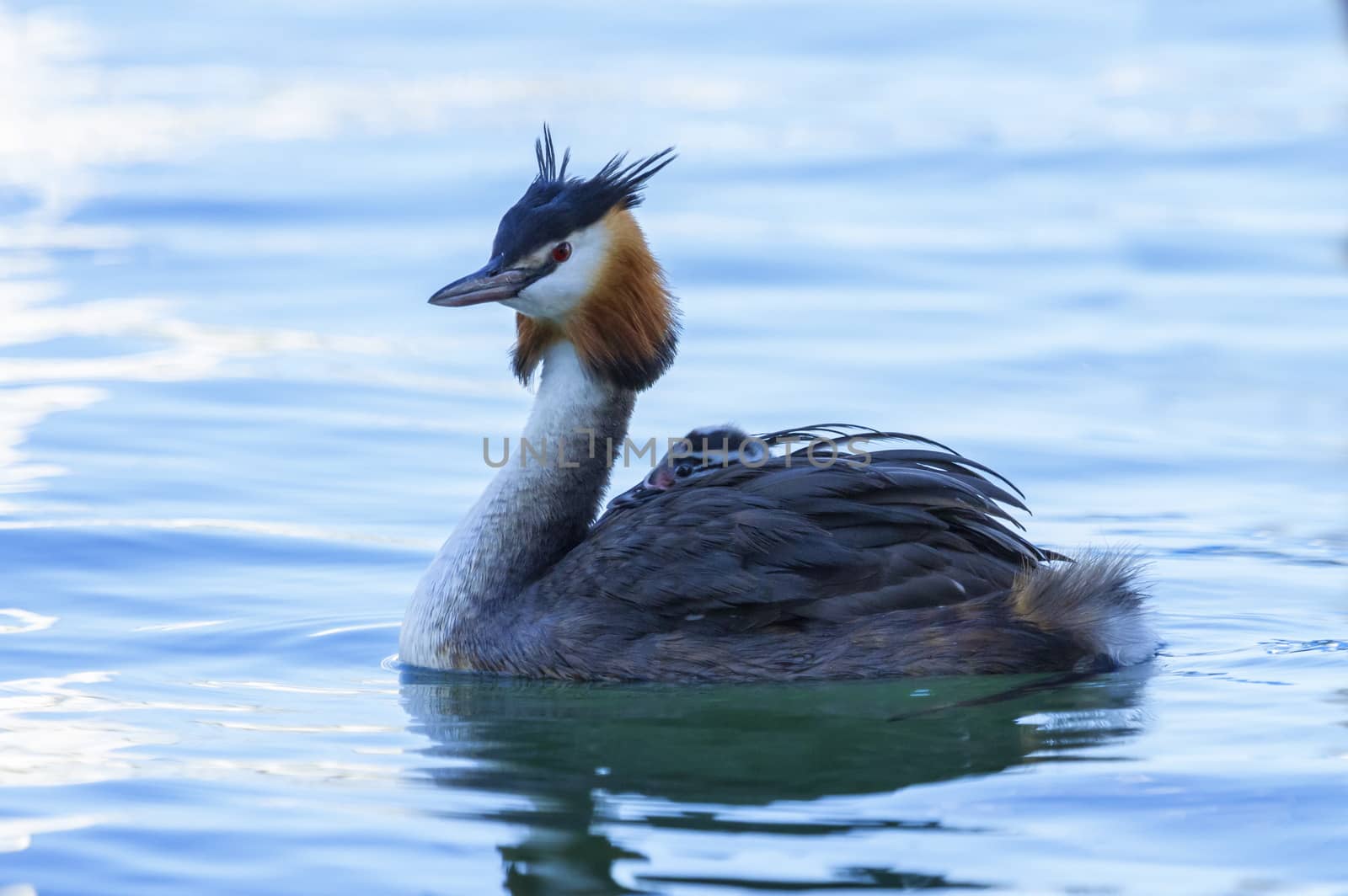 Crested grebe duck, podiceps cristatus, and baby on the back floating on water lake