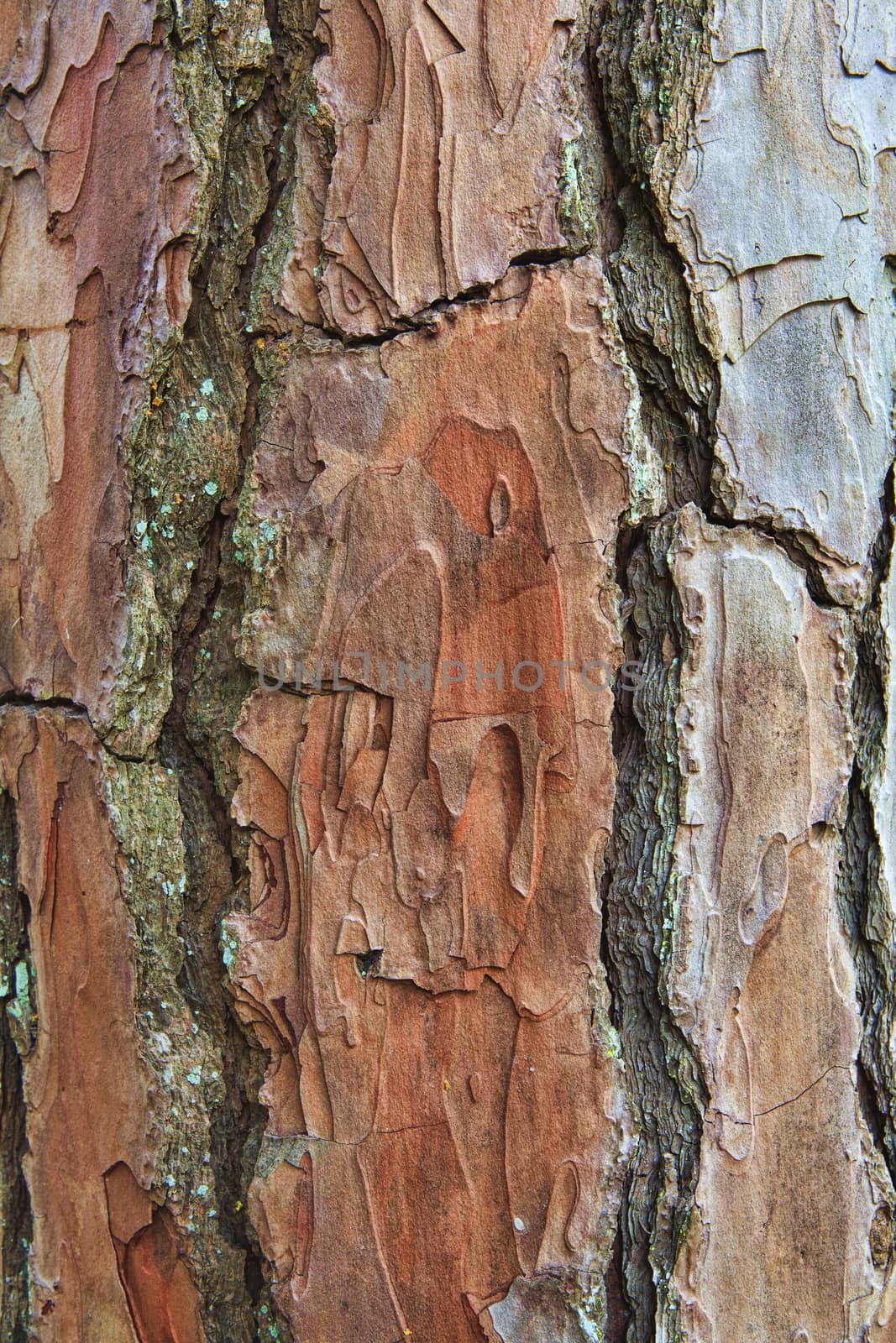 Closeup of the bark of an old tree