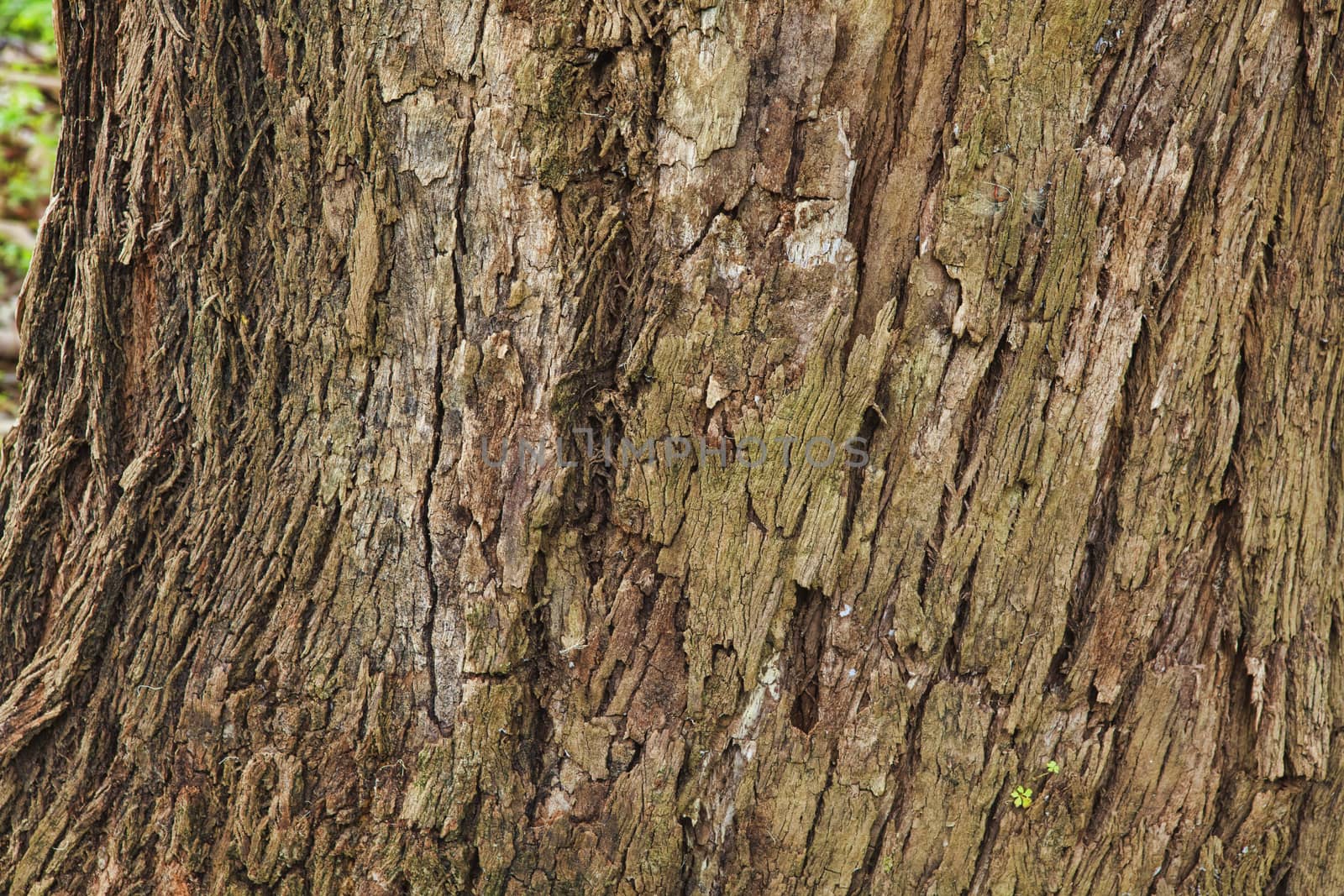 Closeup of the bark of an old tree