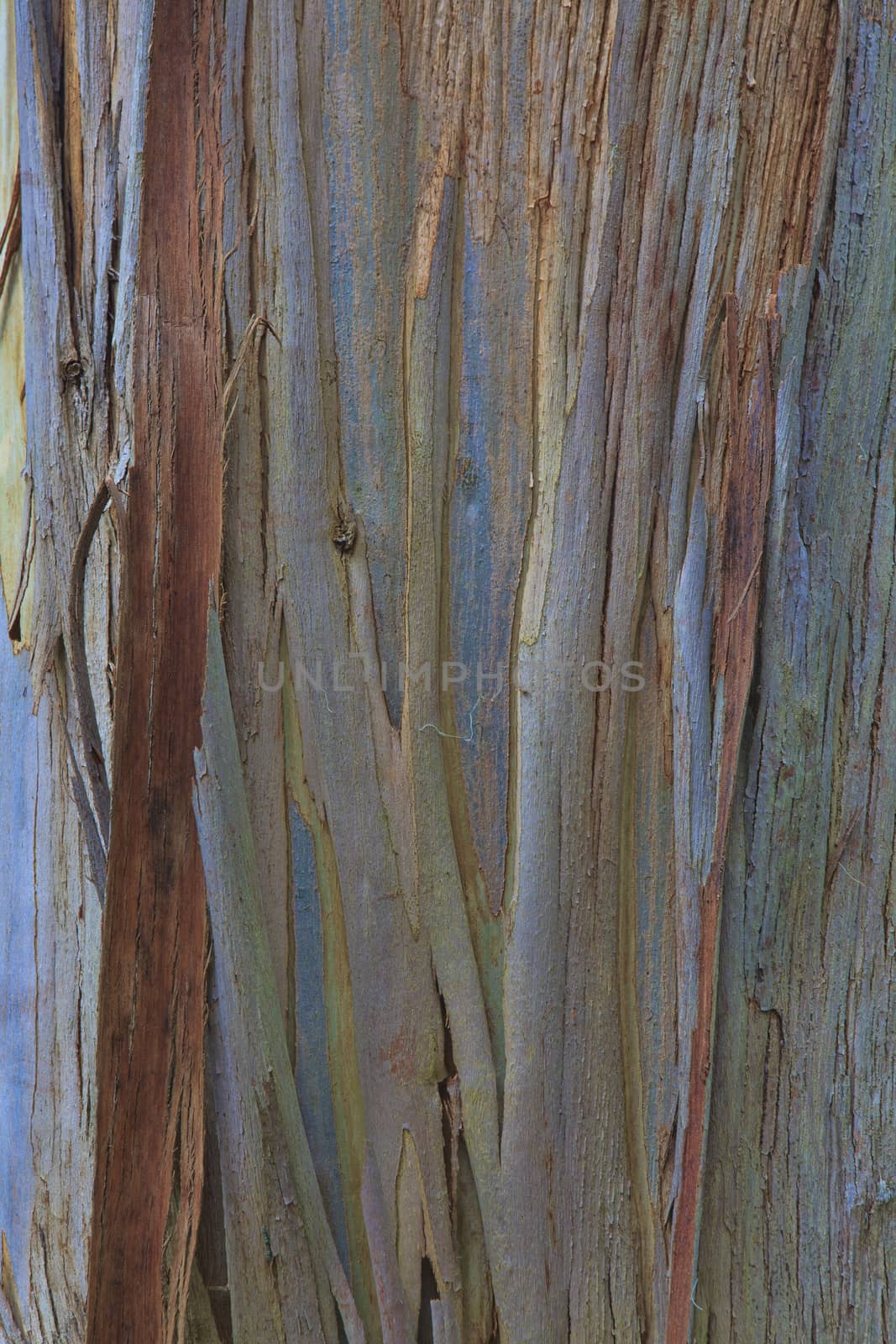 Closeup of the bark of an old tree