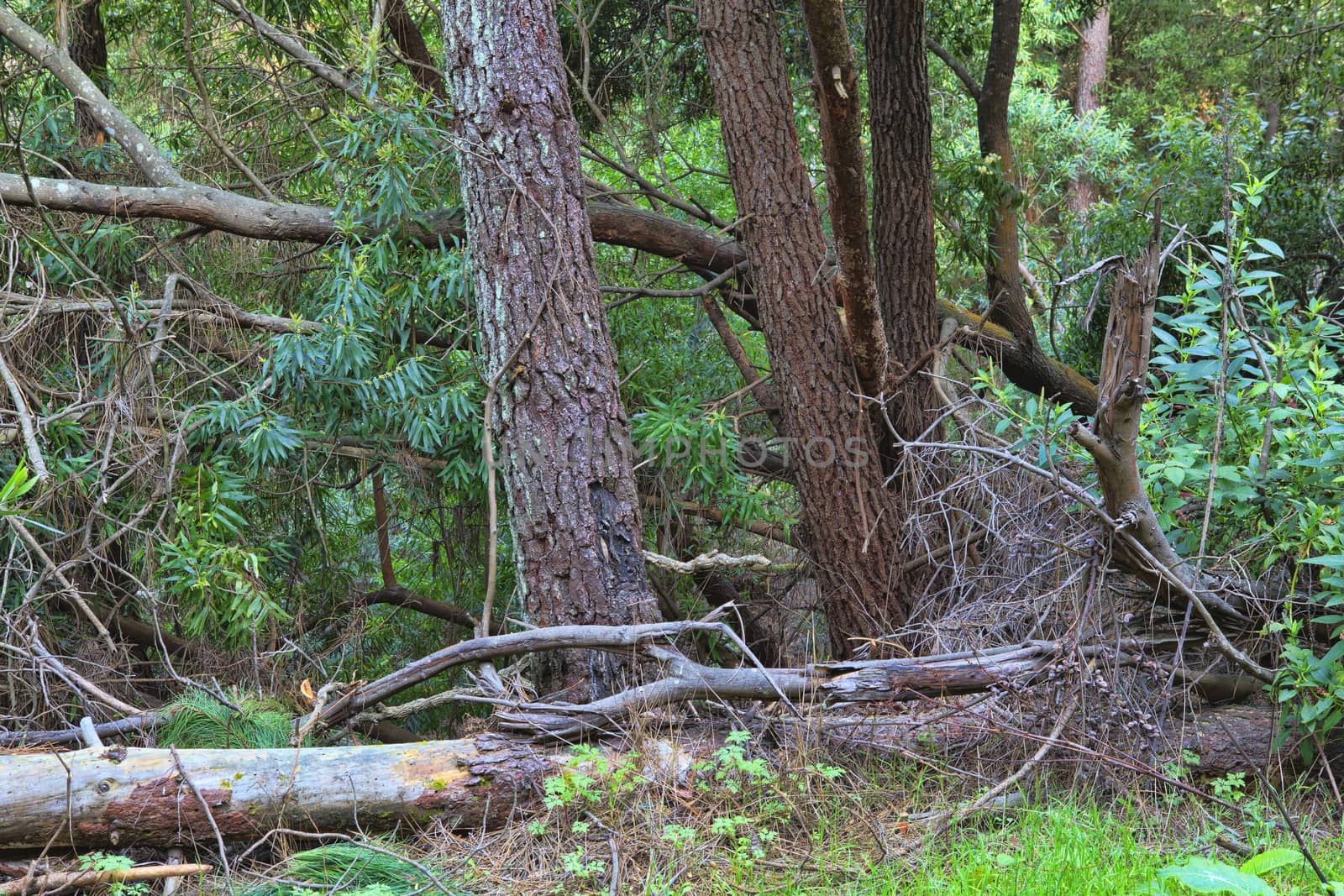 green forest in the spring