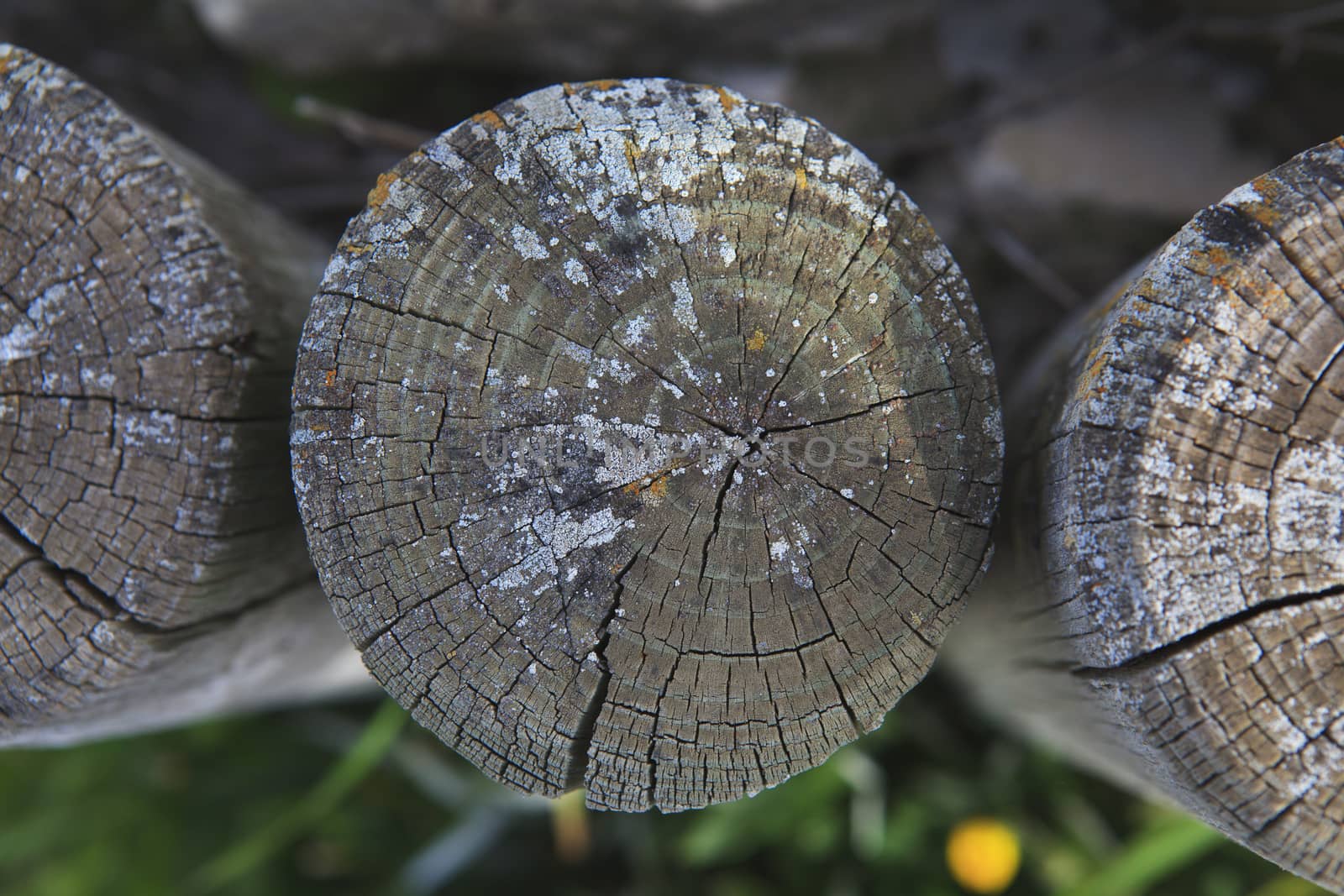 Top view of a cut tree