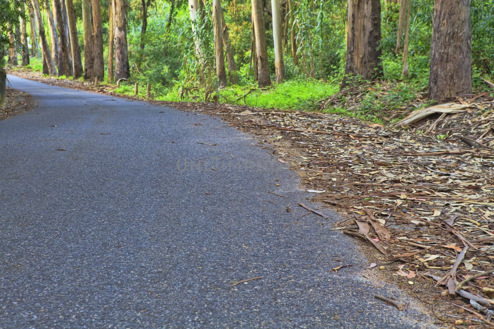 Road in a green forest in the spring