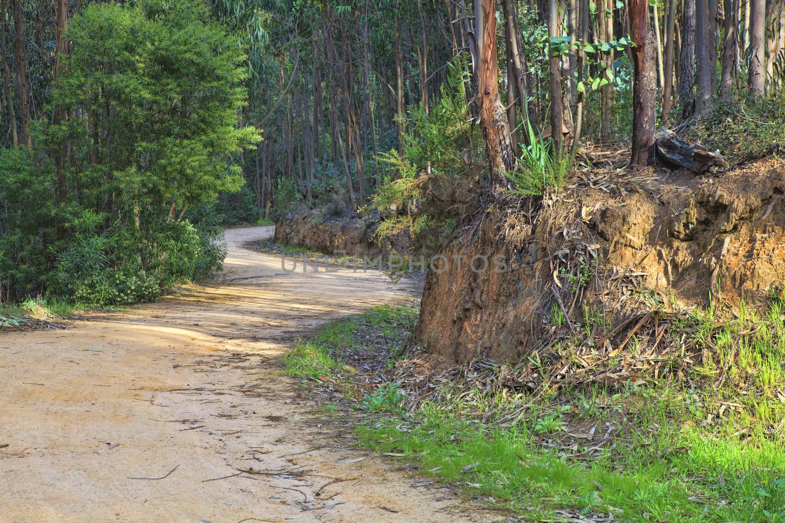 Road in a green forest in the spring