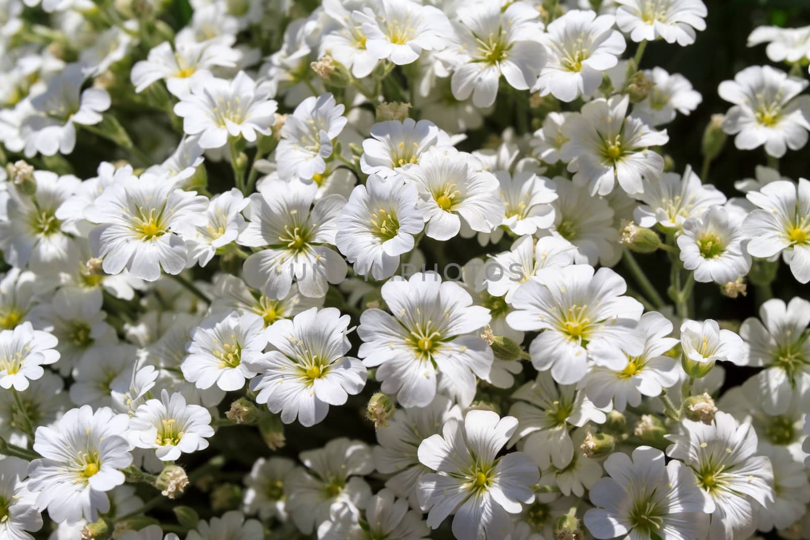 Wild white flowers on a sunny day. Shallow depth of field, top view