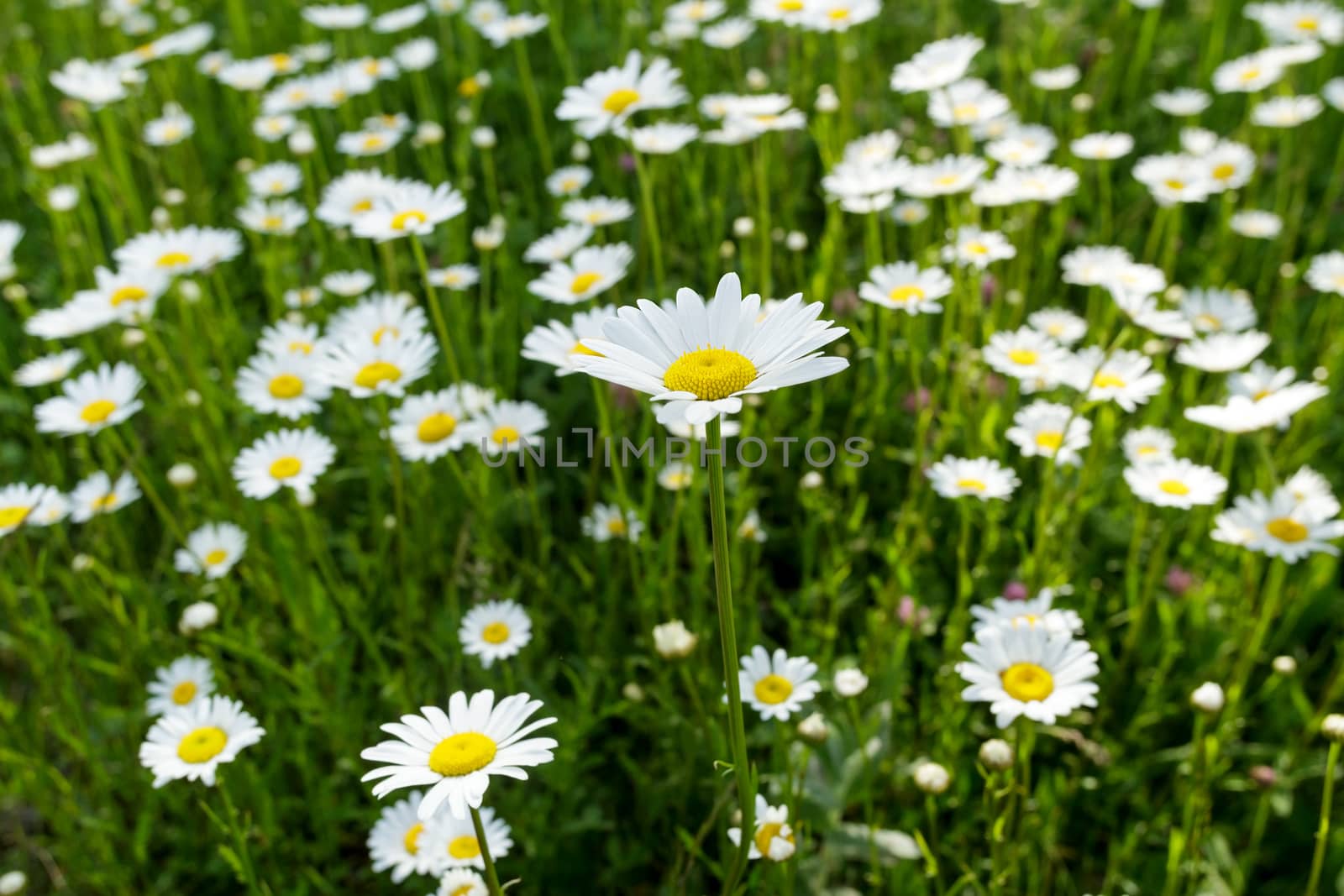 fresh wild daisies on a sunny day, close up, top view