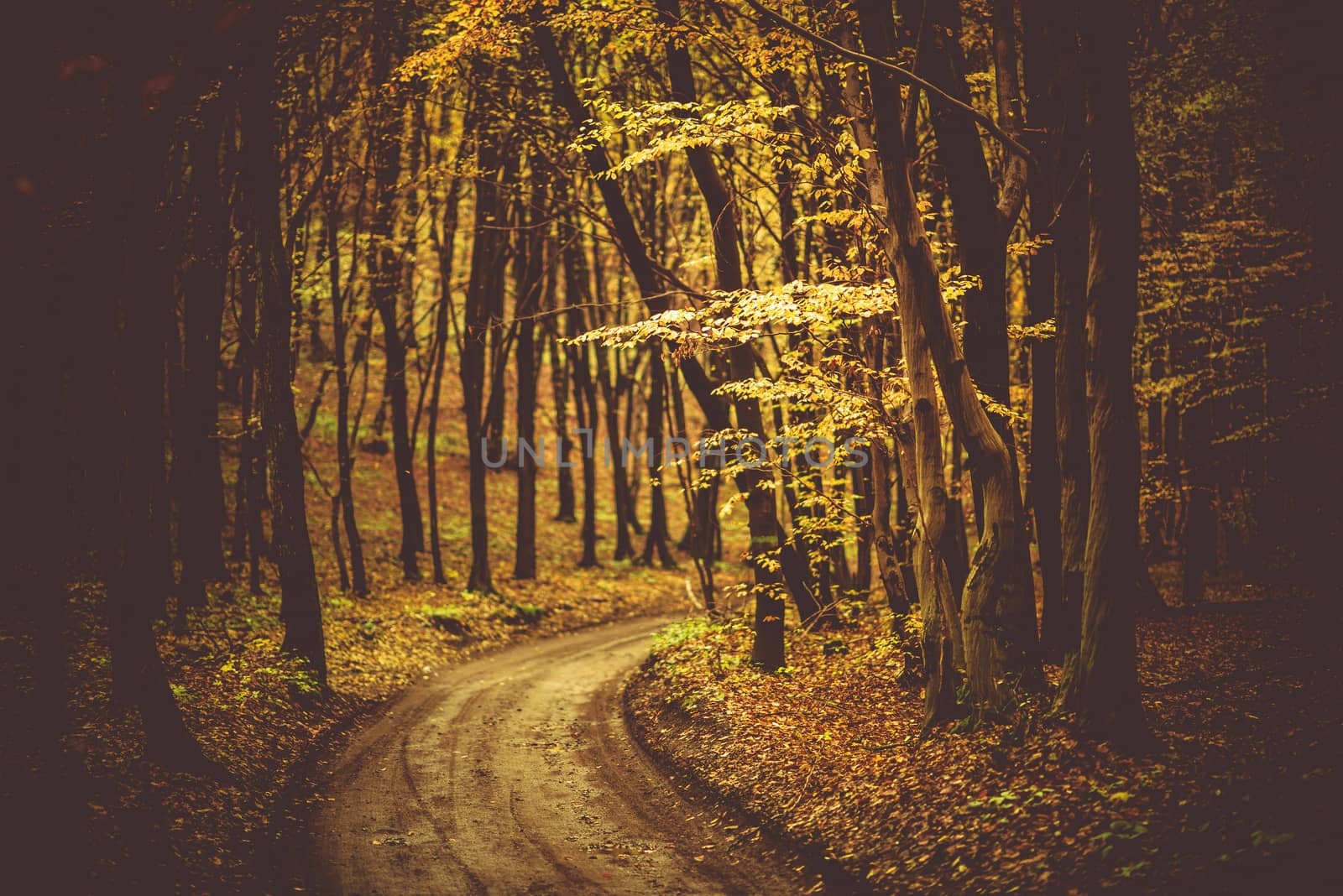 Fall Foliage Scenic Forest Road with Shallow Depth of Field. Autumn Foliage.