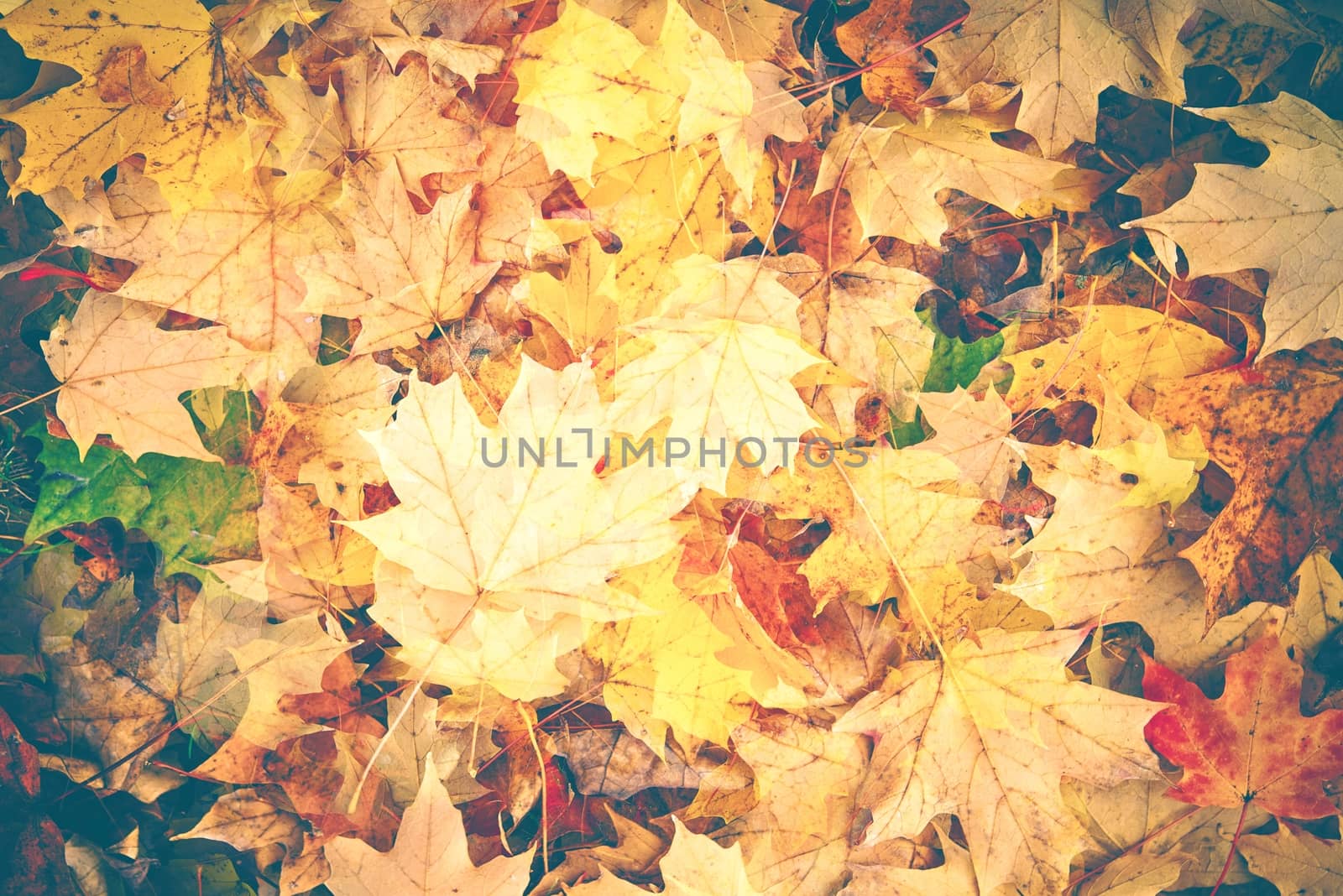 Colorful Fall Foliage Background by welcomia