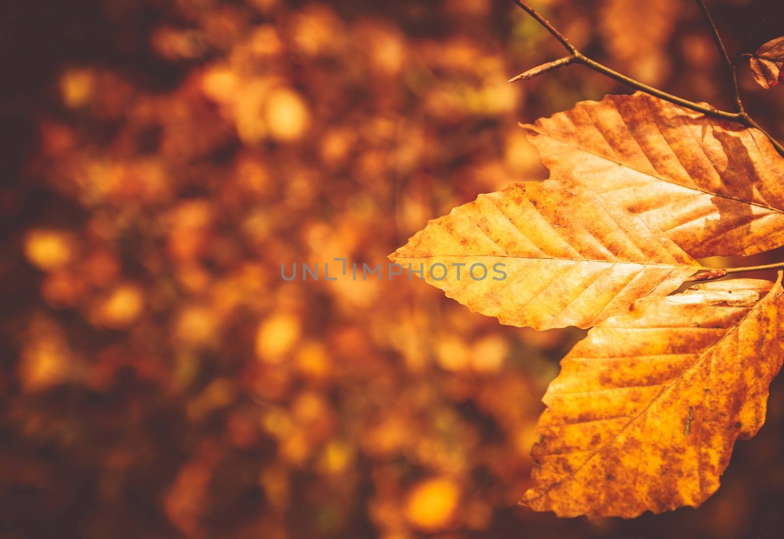 Fall Foliage Photo Background. Golden Leaves Autumn Backdrop.