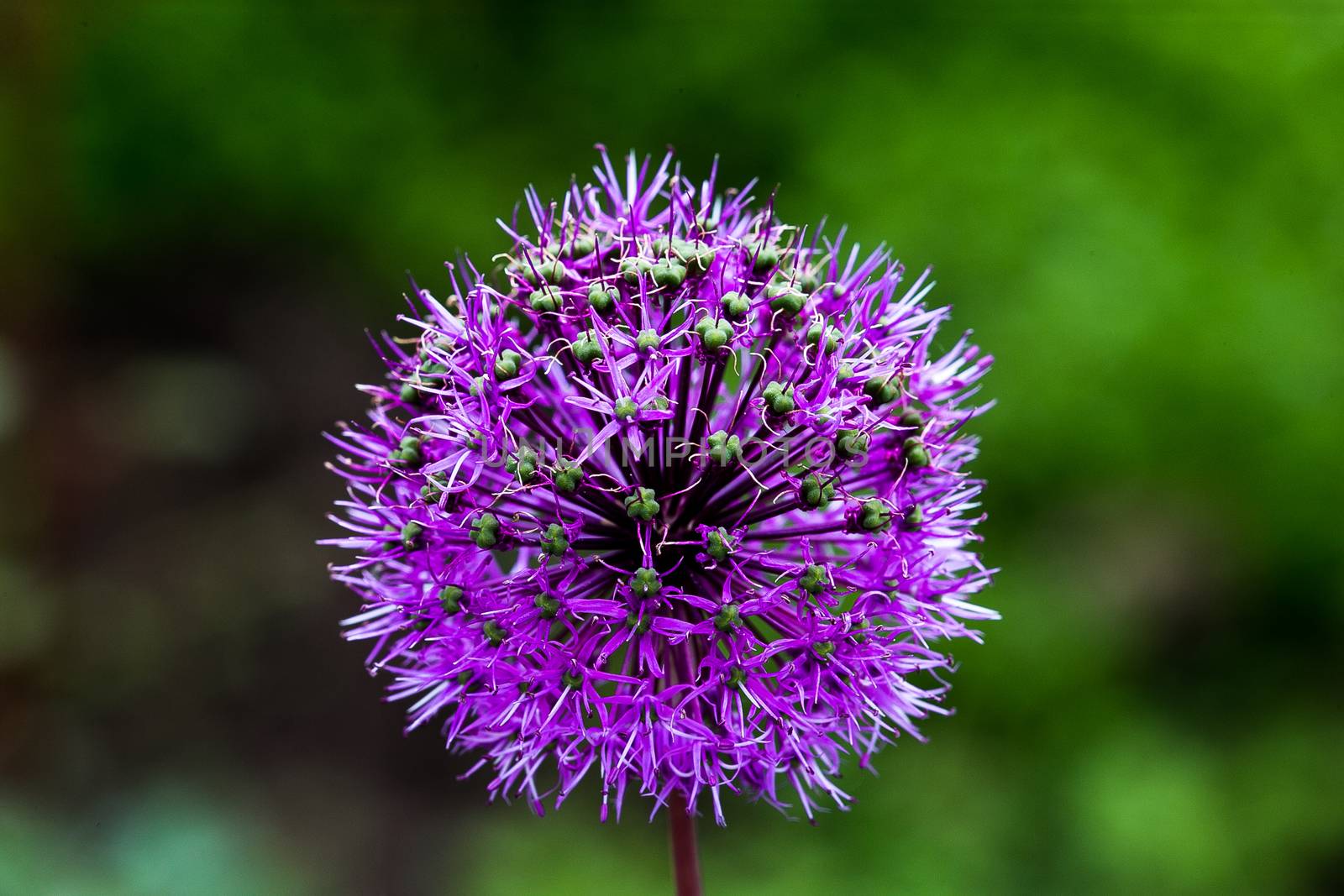 Onion Flower by Multipedia