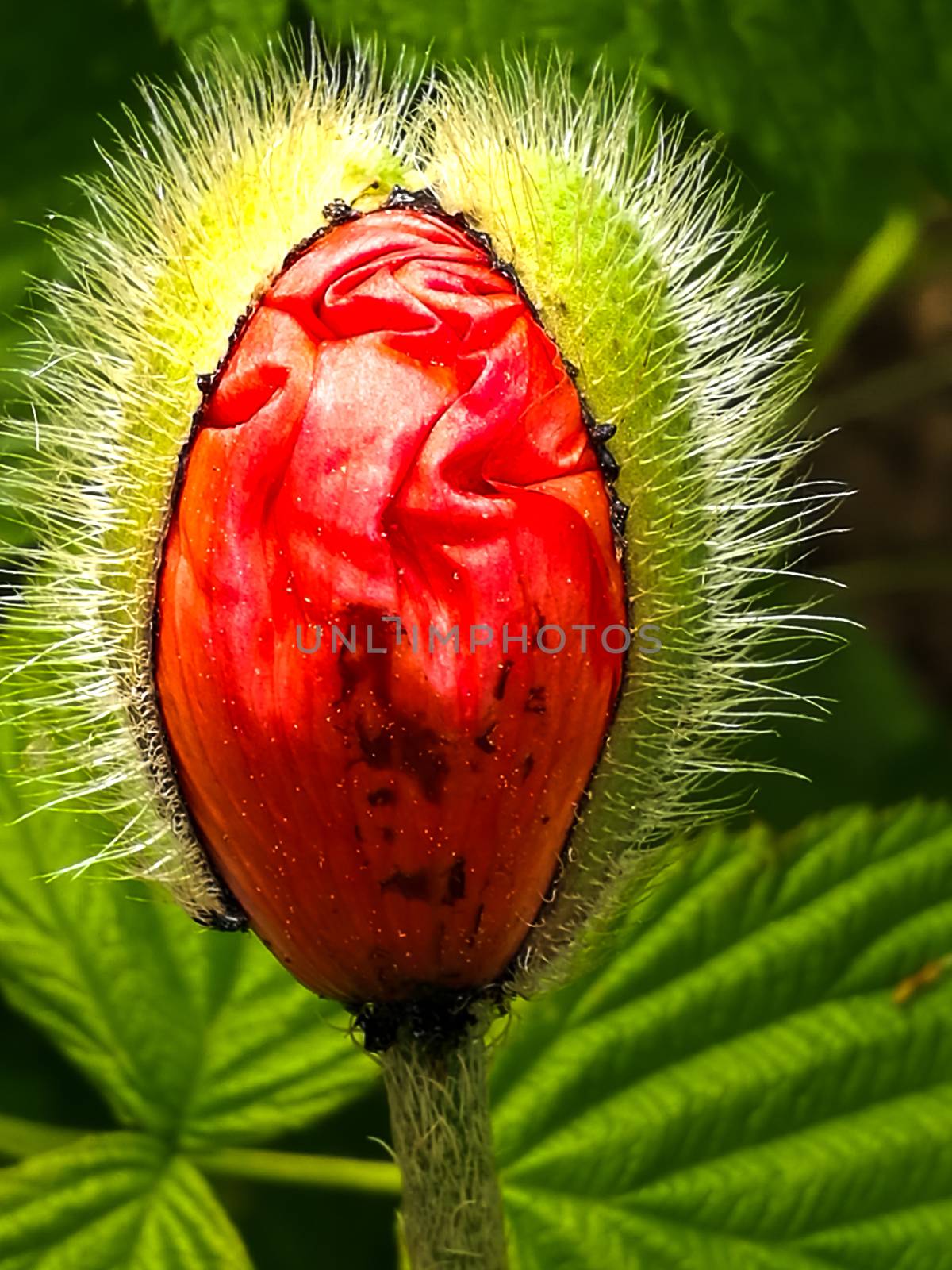 Big Exotic Red Flower by Multipedia