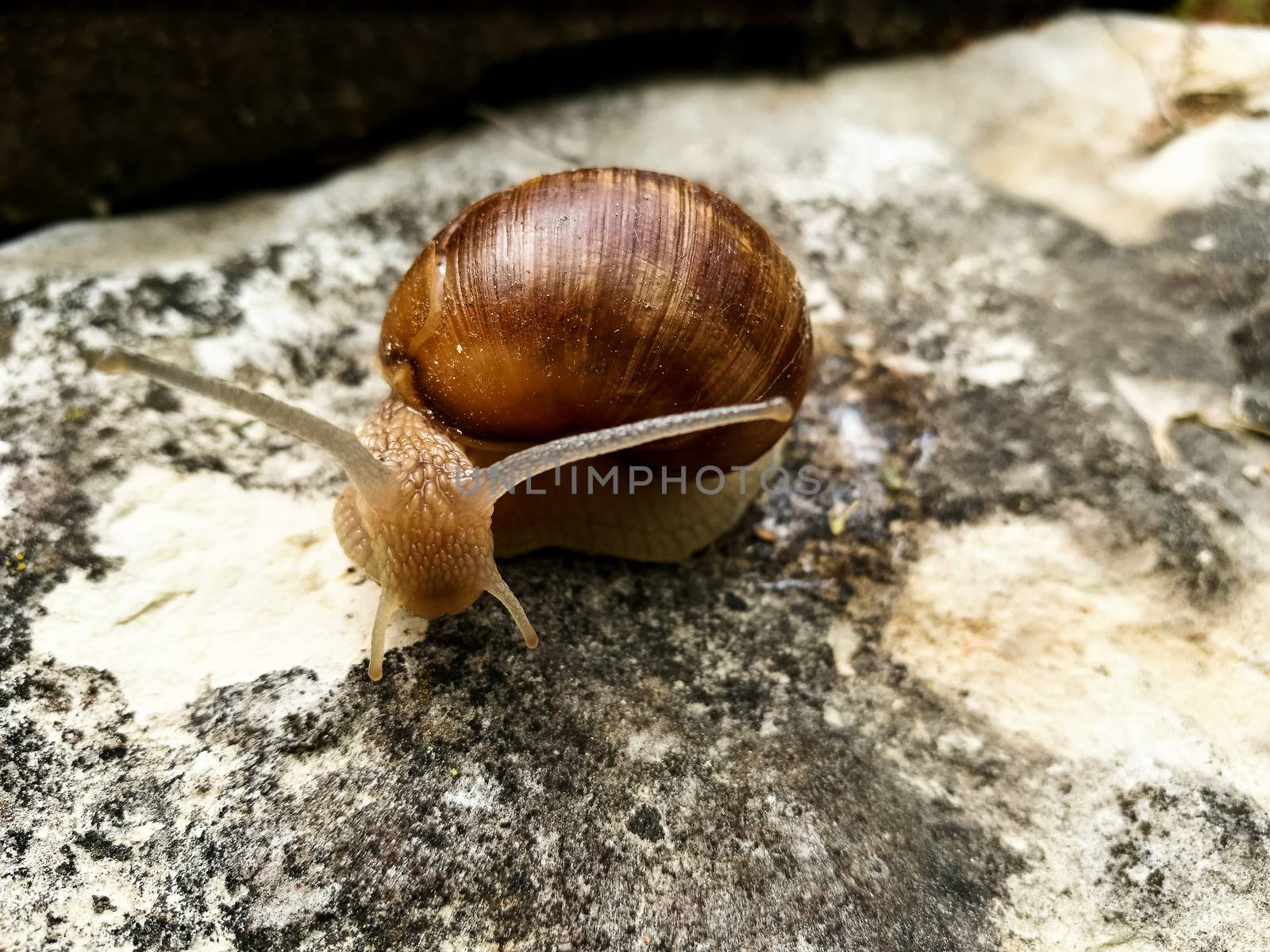 Big Snail on a tree Close-up. Arianta arbustorum.