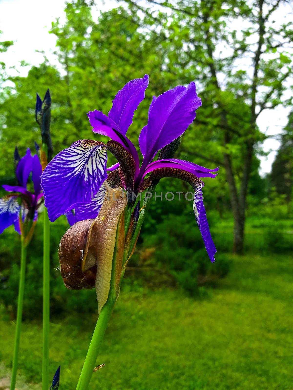 Snail on a Purple Iris flower. Close-up