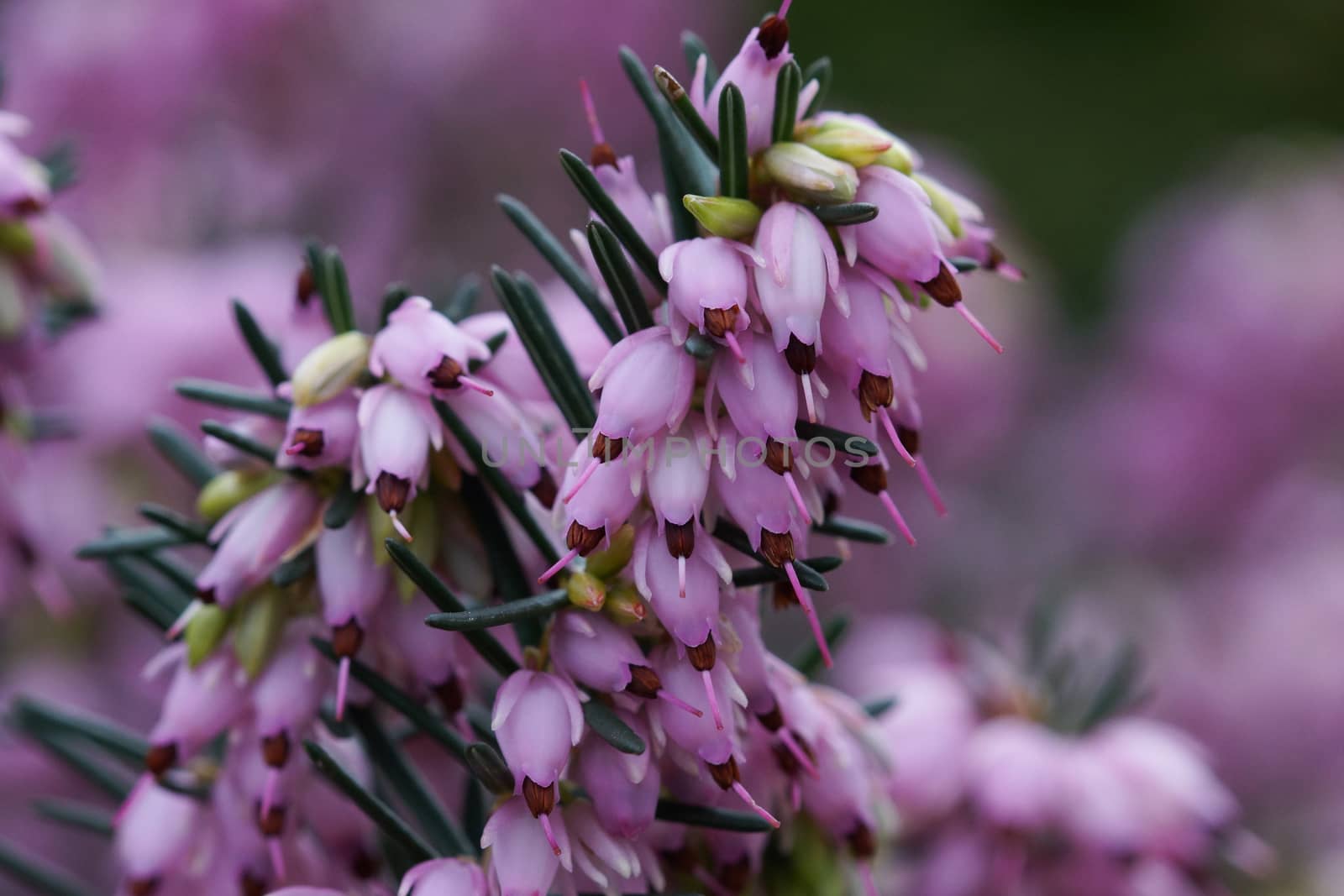 Ling, Calluna vulgaris, flowers of the gardens