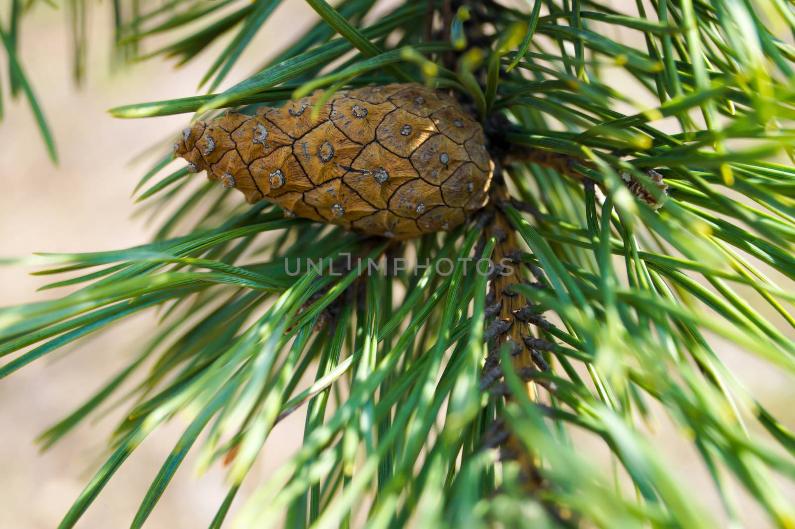 lump on the branch of an evergreen pine