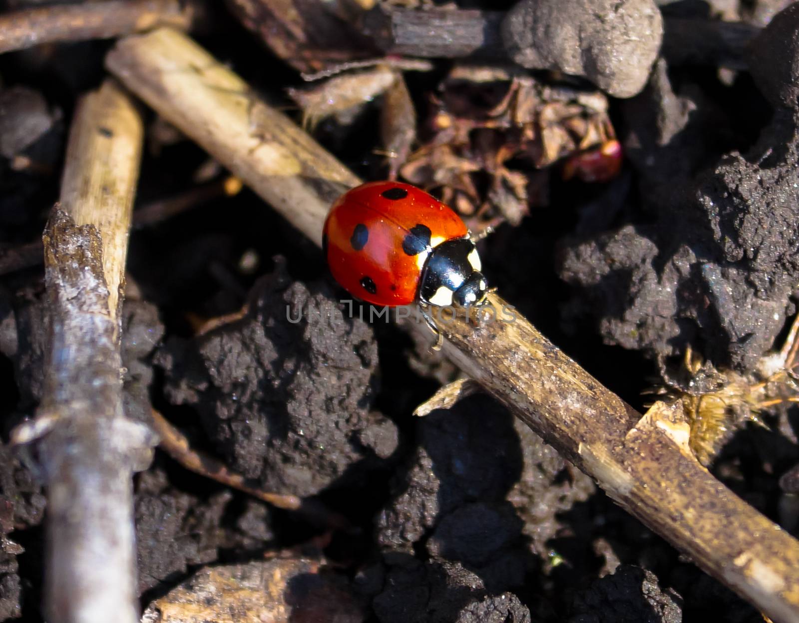 insect ladybug crawling on a branch