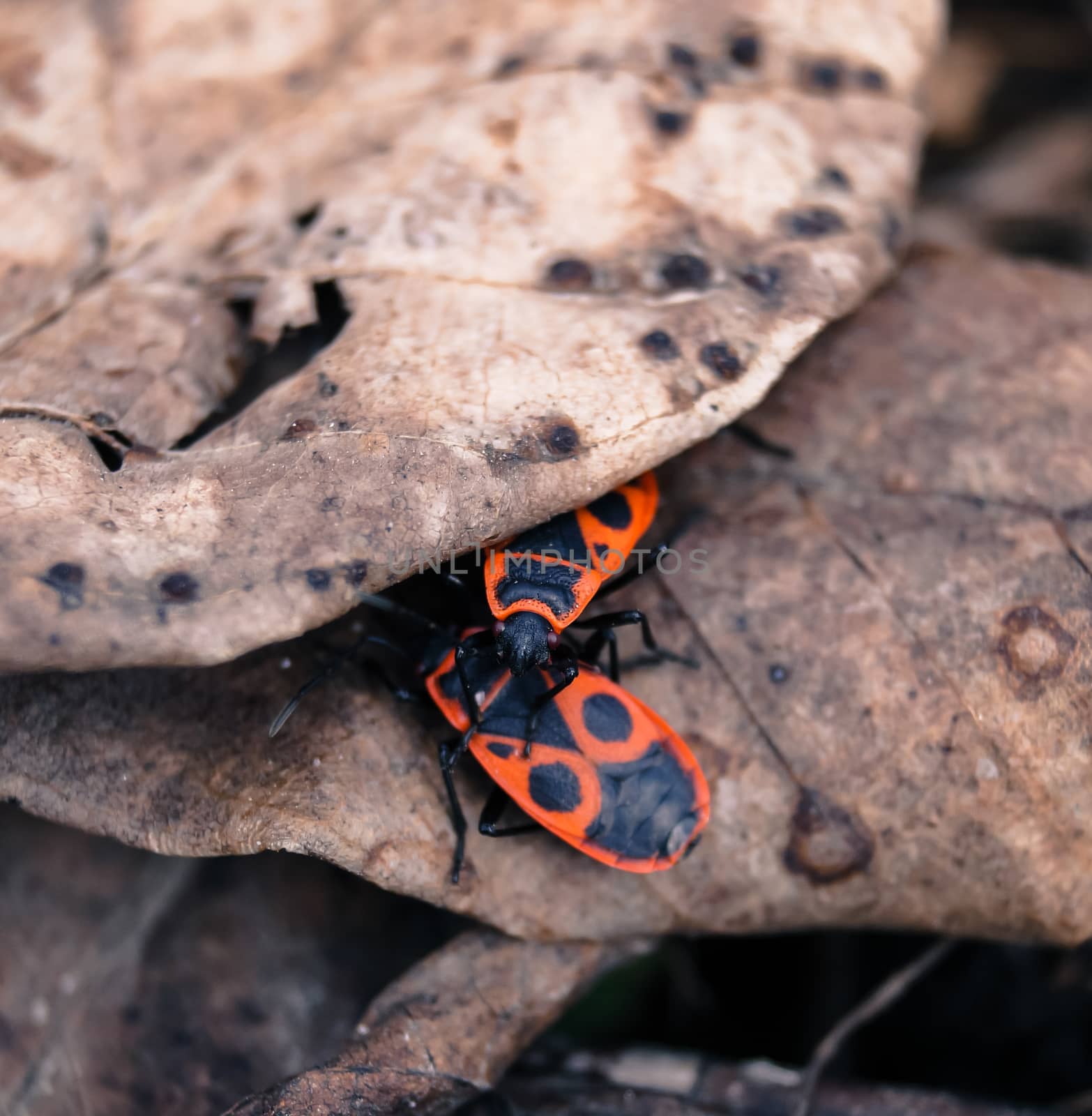 red beetles hiding under the leaf insects