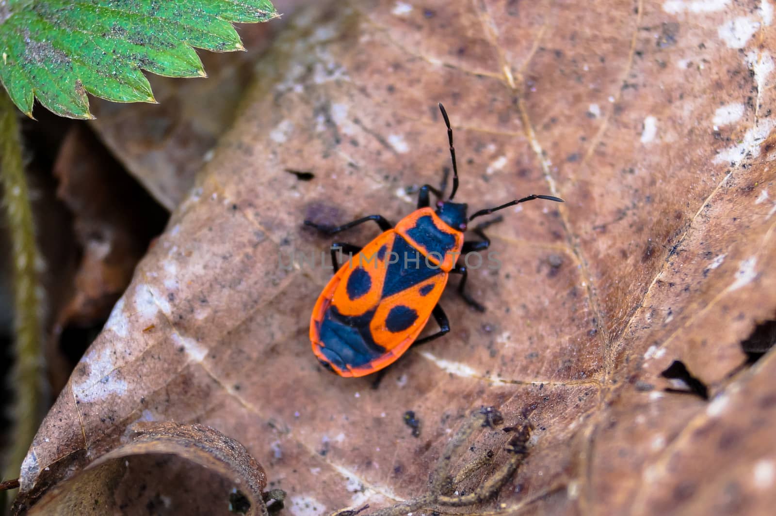 beautiful beetle on a leaf