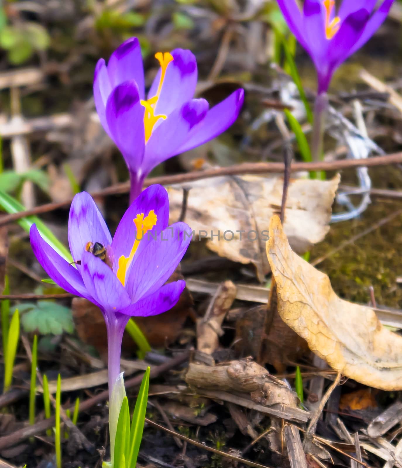 flowers meadow crocuses in the woods by Oleczka11