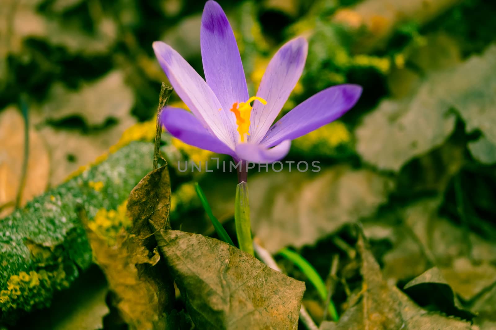 purple spring flower photo effect