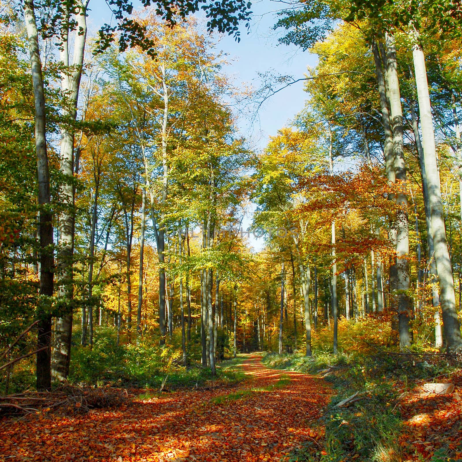 Beautiful forest trail on a sunny autumn day