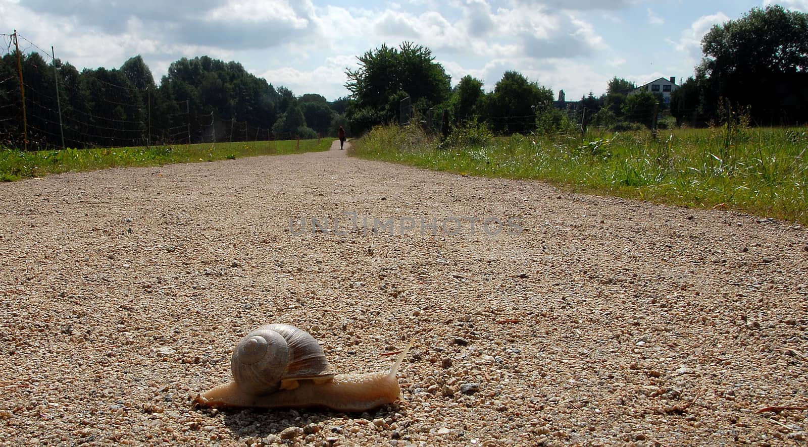 Snail crossing a long way for travelling a very long time