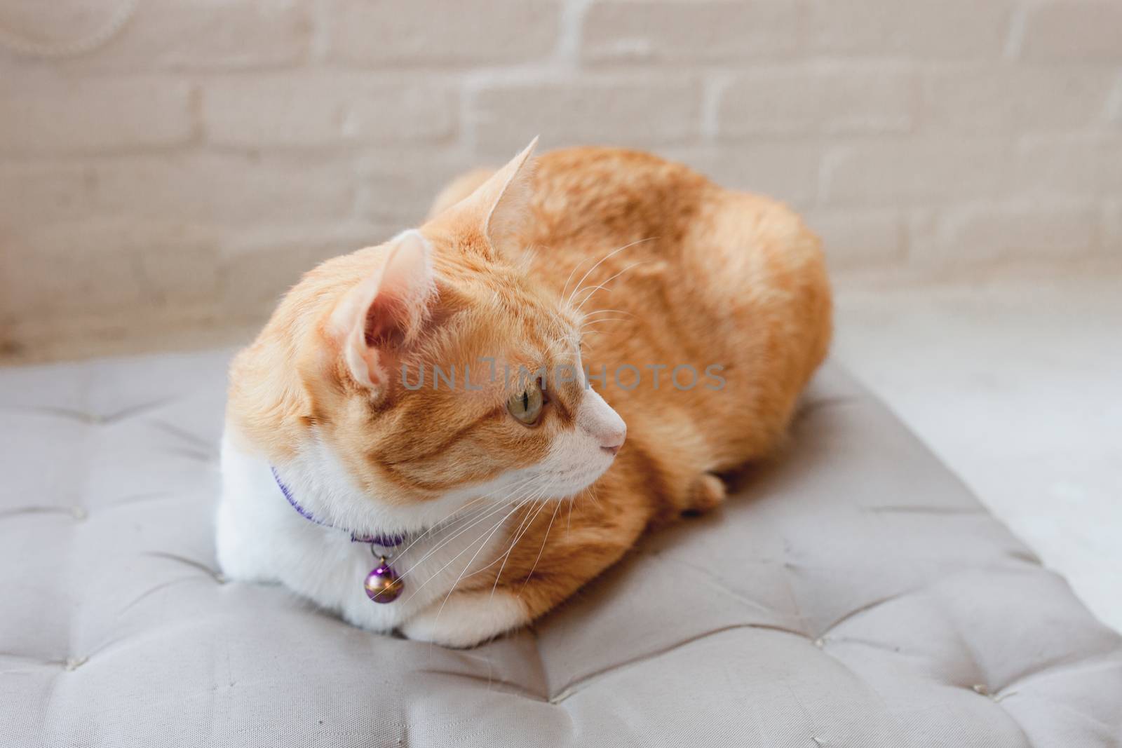 portrait of cute Tabby cat Fluffy pet looks curious.