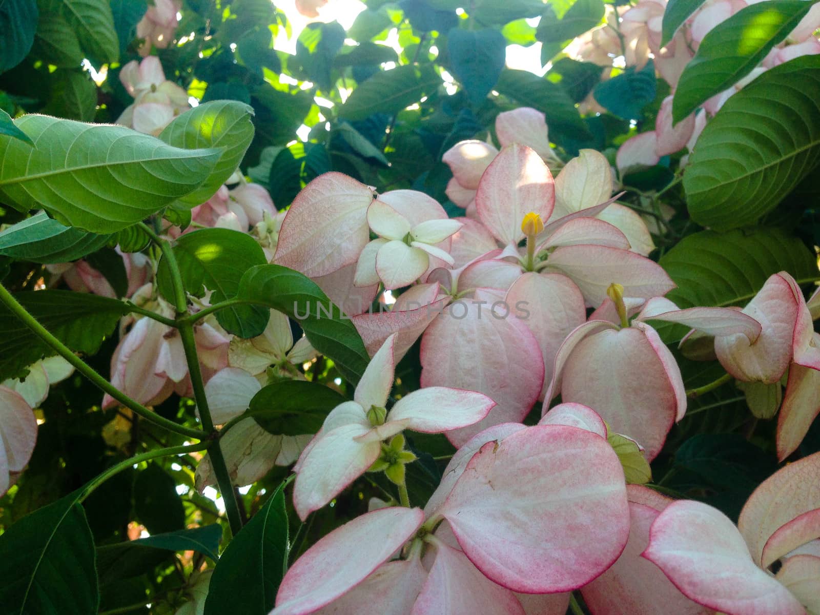 Nature view of pink flowers blooming in garden under sunlight