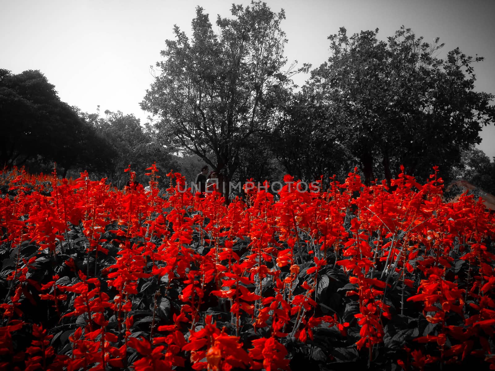 Nature view of red flowers blooming in garden under sunlight