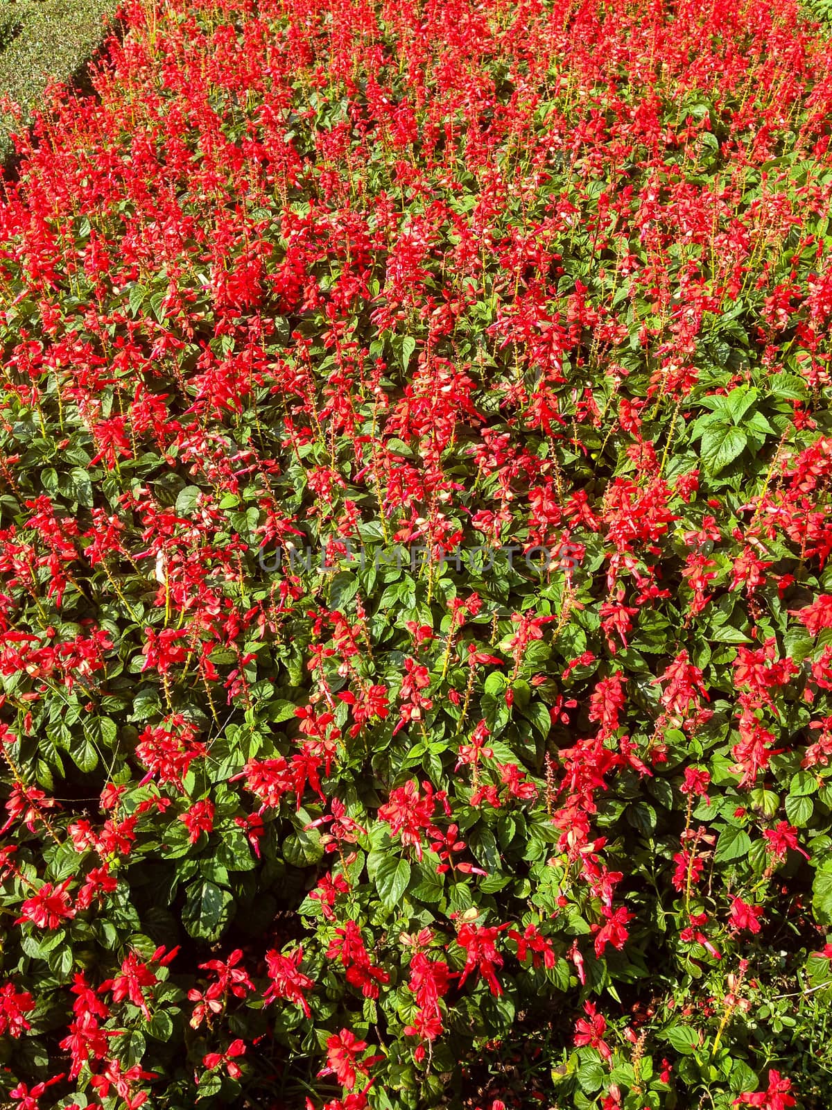 Nature view of red flowers blooming in garden under sunlight