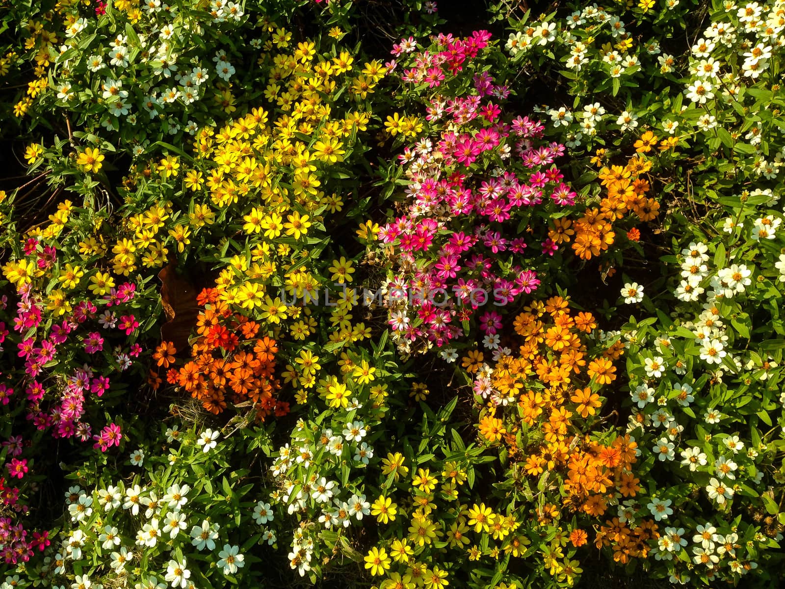 Beautiful flower background by LookTarn.ss