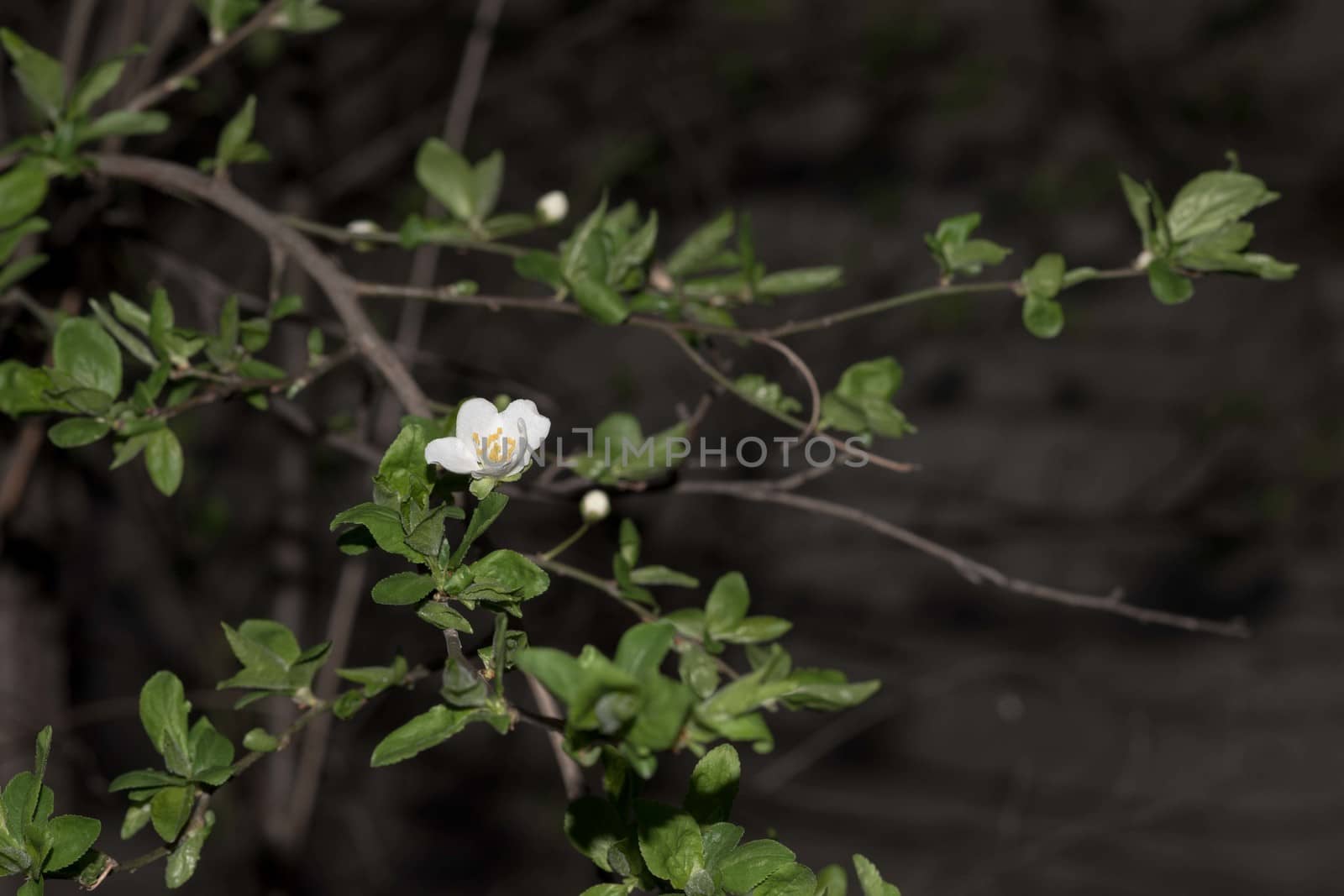 Flowered tree in Spring by elina_chernikova