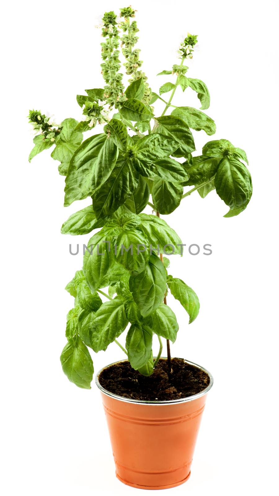 Fresh Blooming Green Lush Foliage Basil in Orange Flower Pot isolated on White background