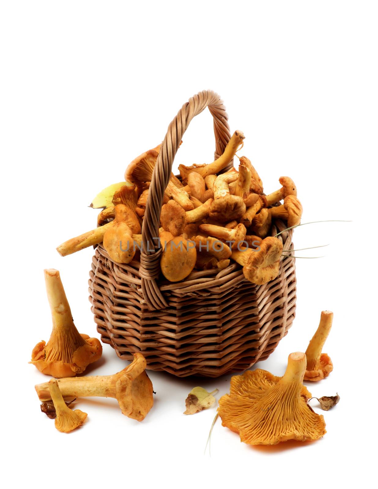 Raw Chanterelles Mushrooms by zhekos