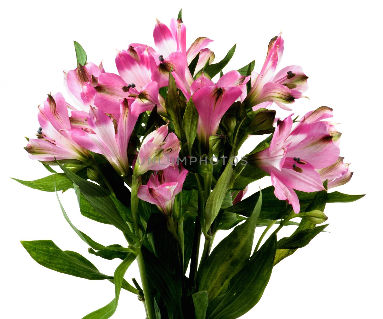 Bunch Beautiful Pink Alstroemeria with Leafs isolated on White background