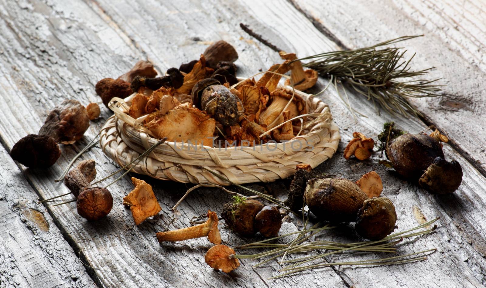 Arrangement of Forest Dried Mushrooms with Chanterelles, Porcini, Boletus Mushrooms and Pine Branches closeup Rustic Wooden background. Focus on Foreground