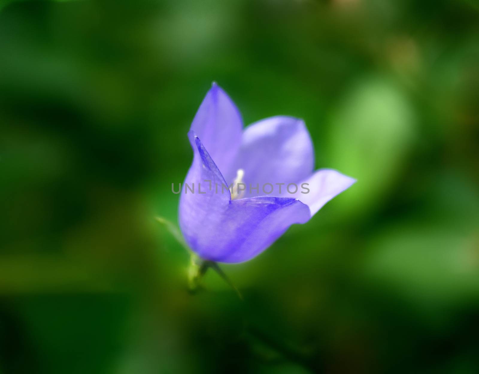 Beautiful Purple Bell Flower closeup on Natural Green Blurred background Outdoors. Focus on Edge of Petals