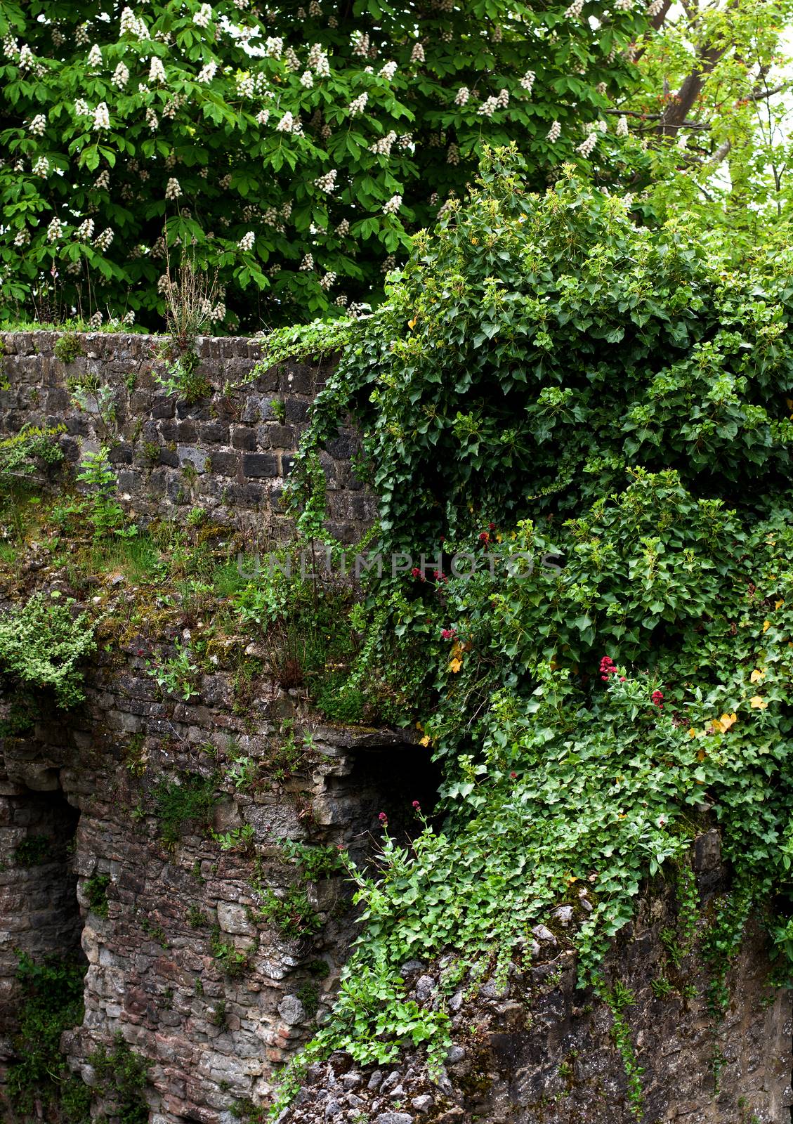Obsolete Stone Wall with Ivy and Flowering Bush under Blooming Chestnut Tree closeup Outdoors