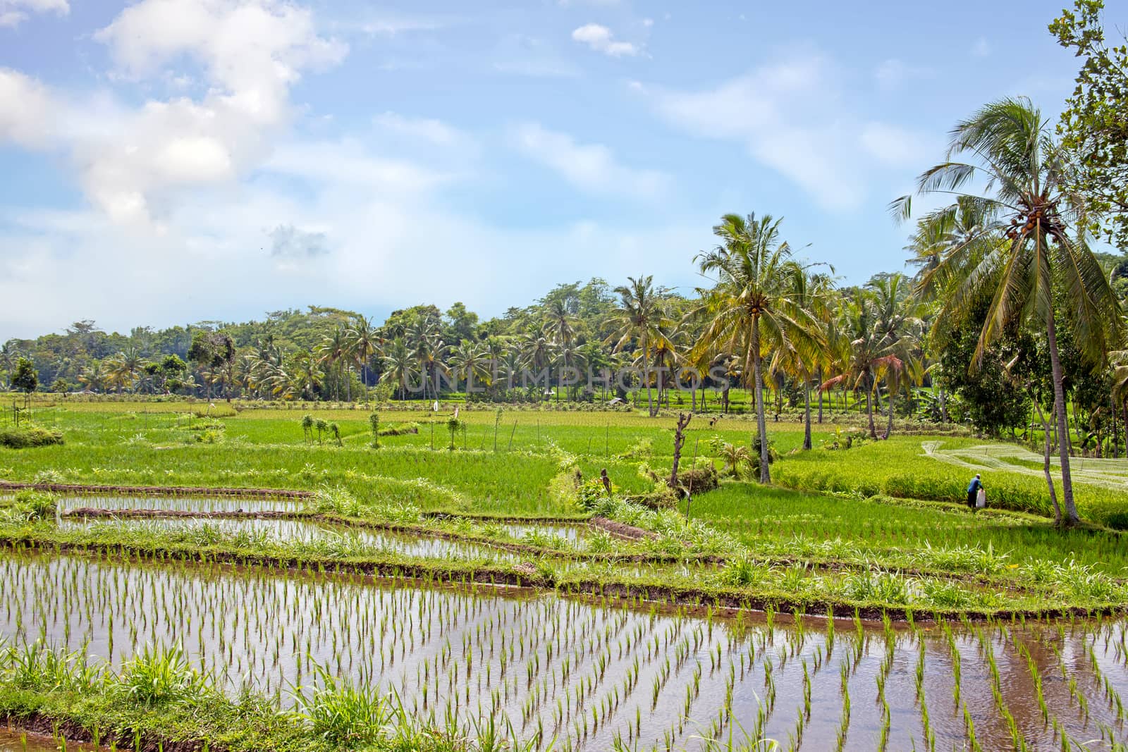 Rice field agricultural landscape in the countryside from Java Indonesia Asia